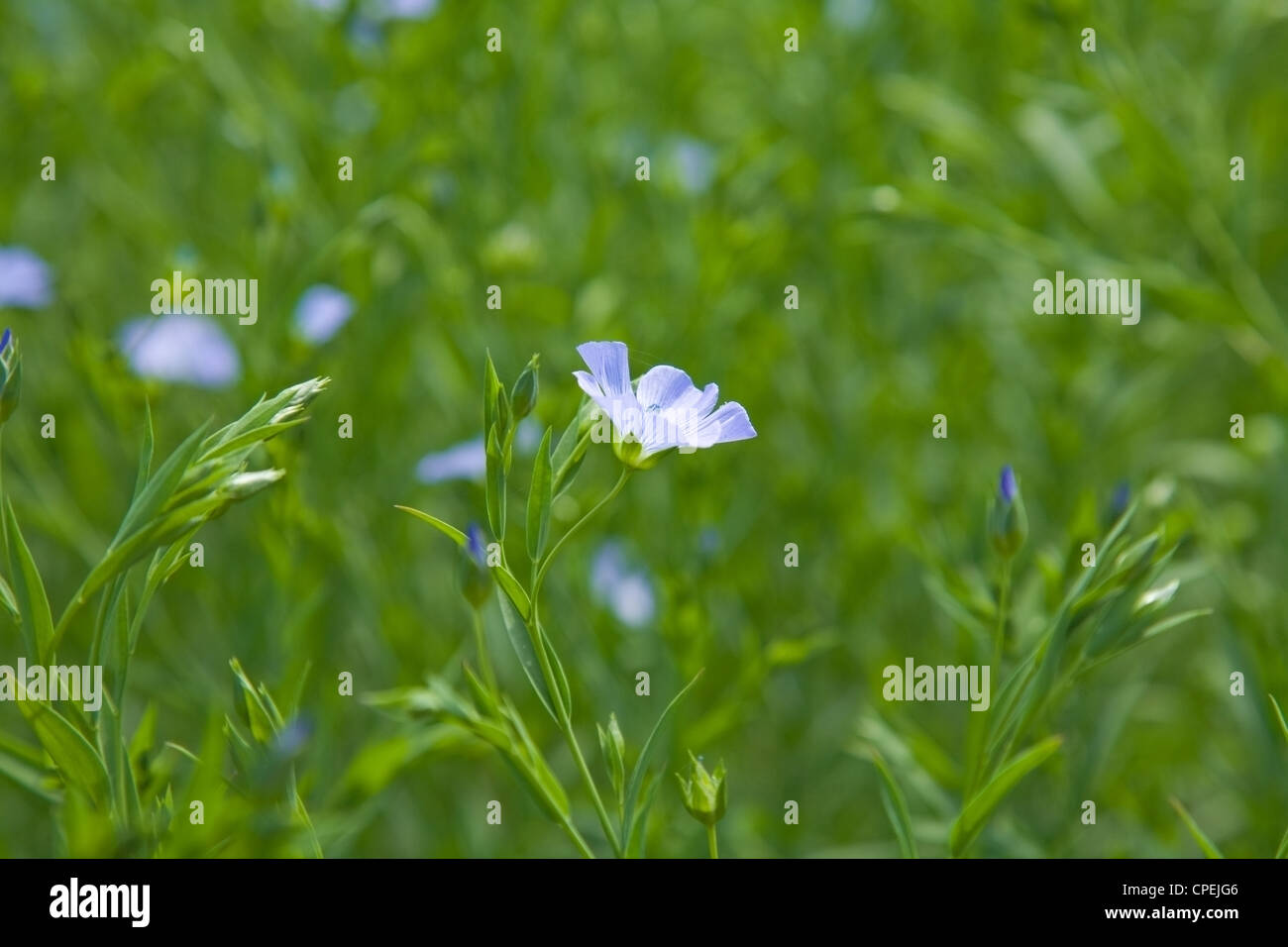 flax plants (Linum usitatissimum) Stock Photo