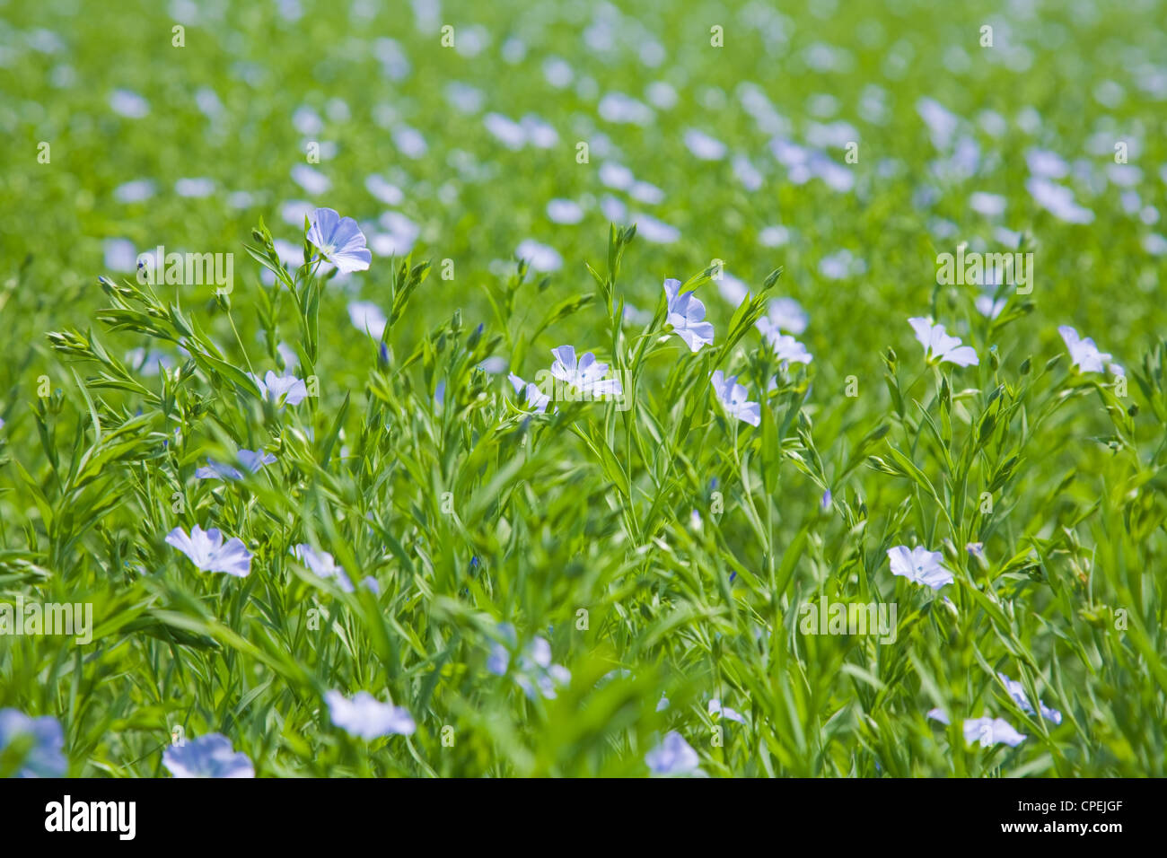 flax plants (Linum usitatissimum) Stock Photo