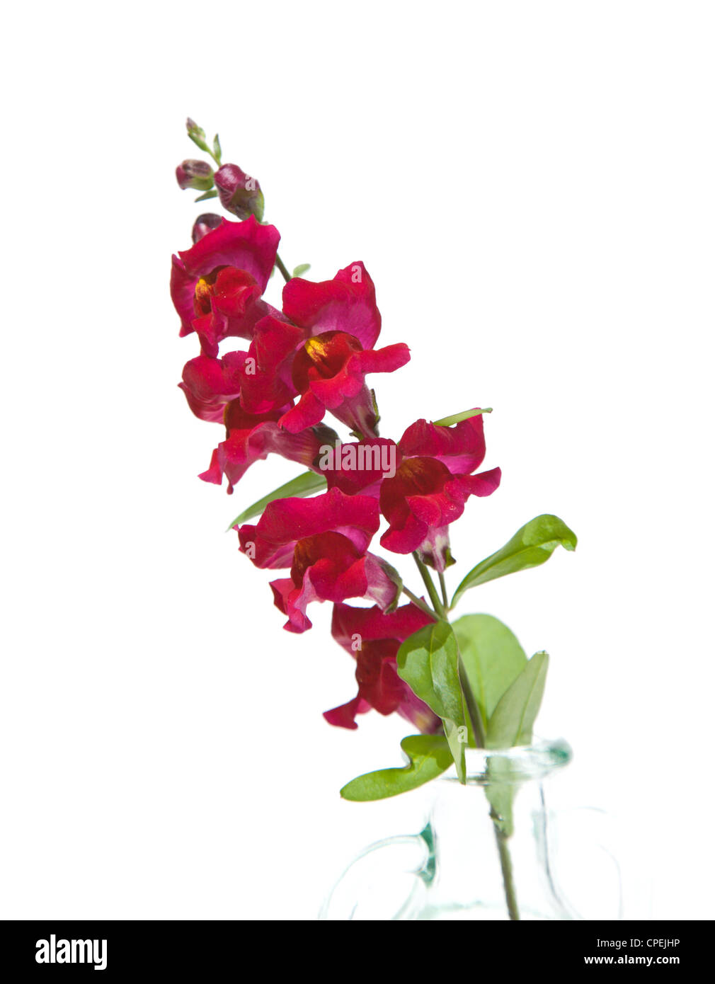 garden snapdragon (Antirrhinum), isolated on white , dark, red, yellow, branch, glass, vase, flora, flower, plant Stock Photo