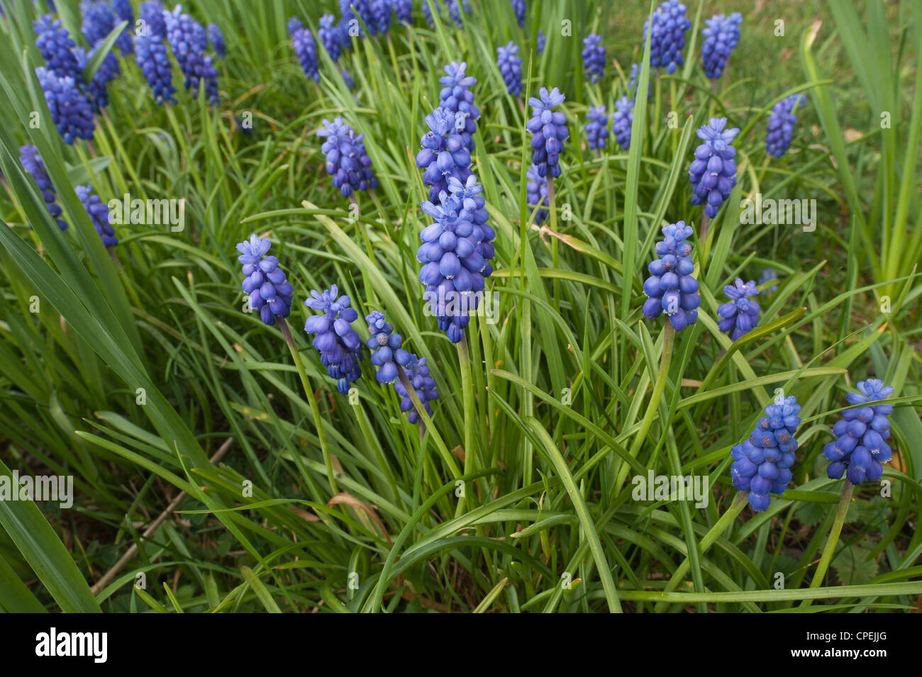 Small grape hyacinth flowering in Spring common grape hyacinth Muscari botryoides amongst germinating grass Stock Photo