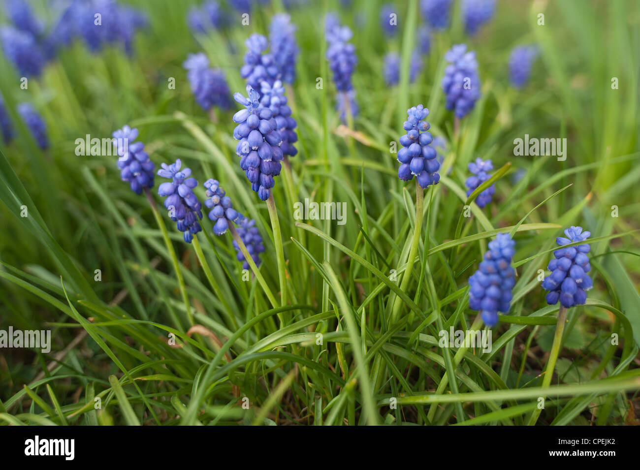 Small grape hyacinth flowering in Spring common grape hyacinth Muscari botryoides amongst germinating grass Stock Photo