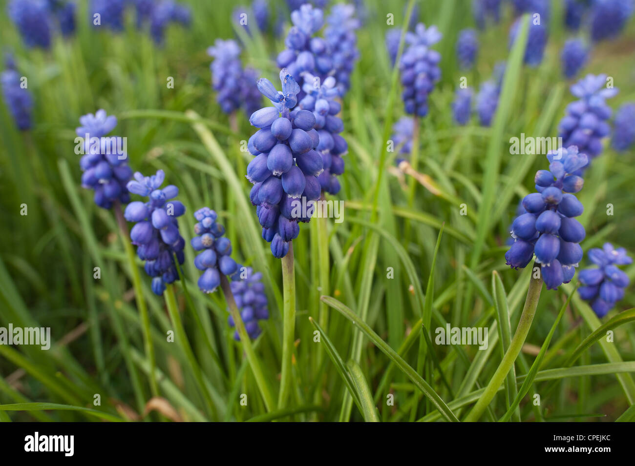 Small grape hyacinth flowering in Spring common grape hyacinth Muscari botryoides amongst germinating grass Stock Photo