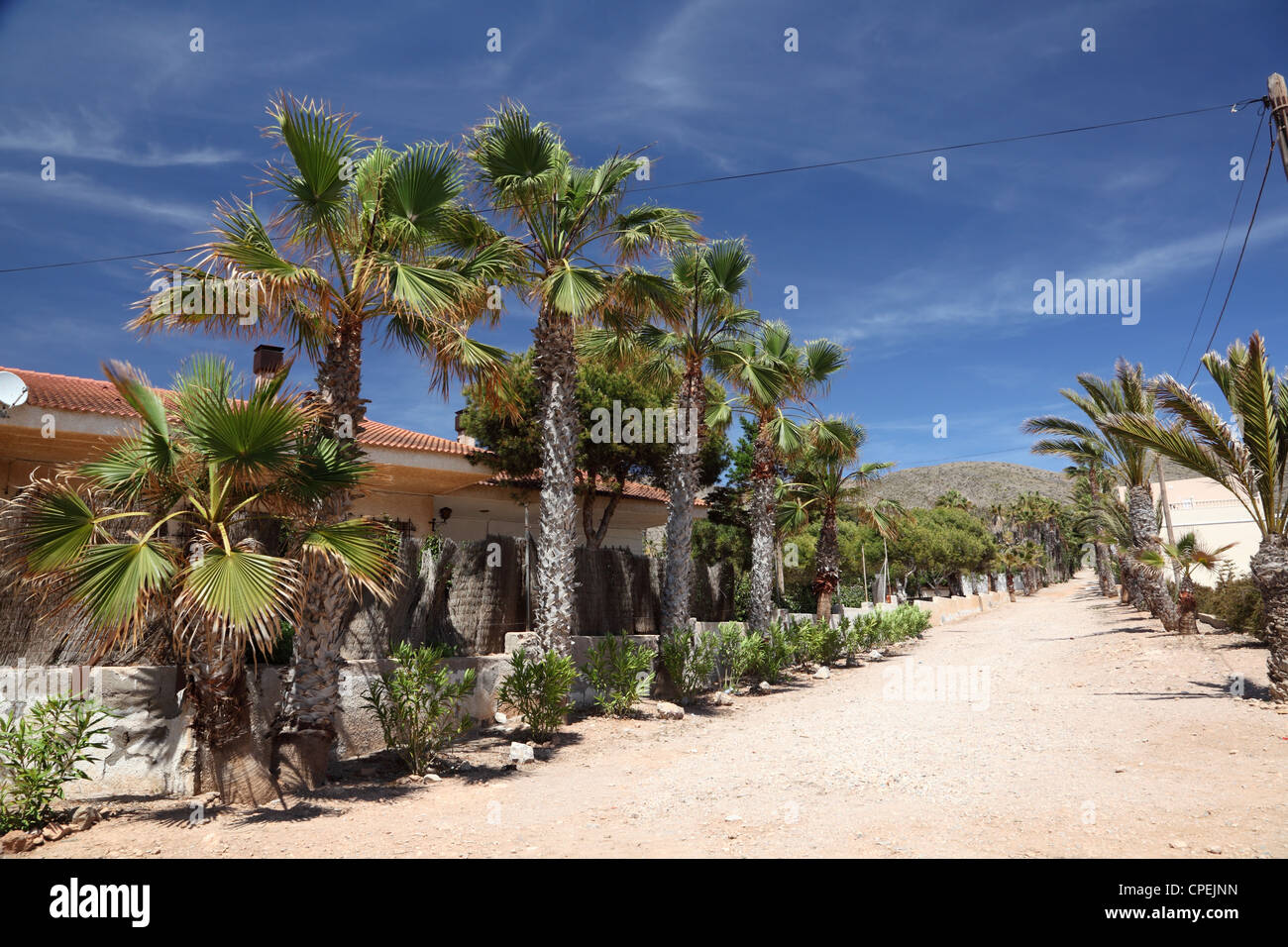 Palm trees in La Azohia, Region Murcia, Spain Stock Photo