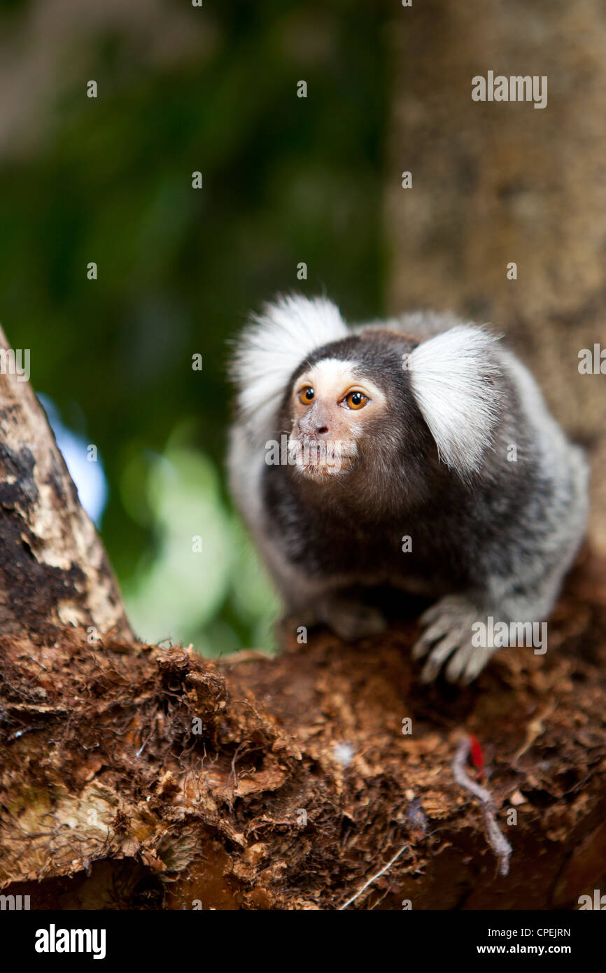 A Marmoset monkey climbing in a tree at butterfly World, Klapmuts