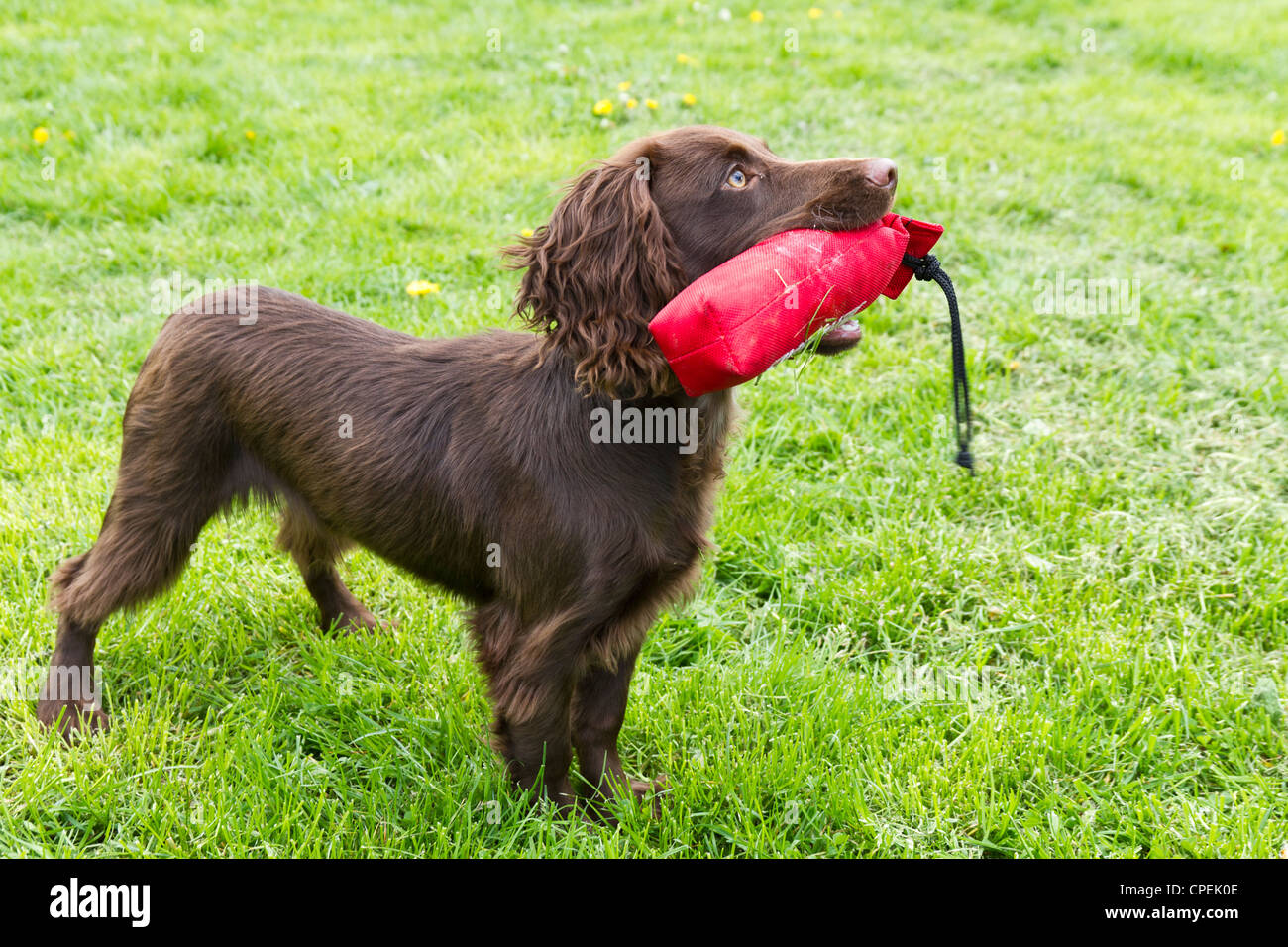 6 month old working cocker spaniel 2025