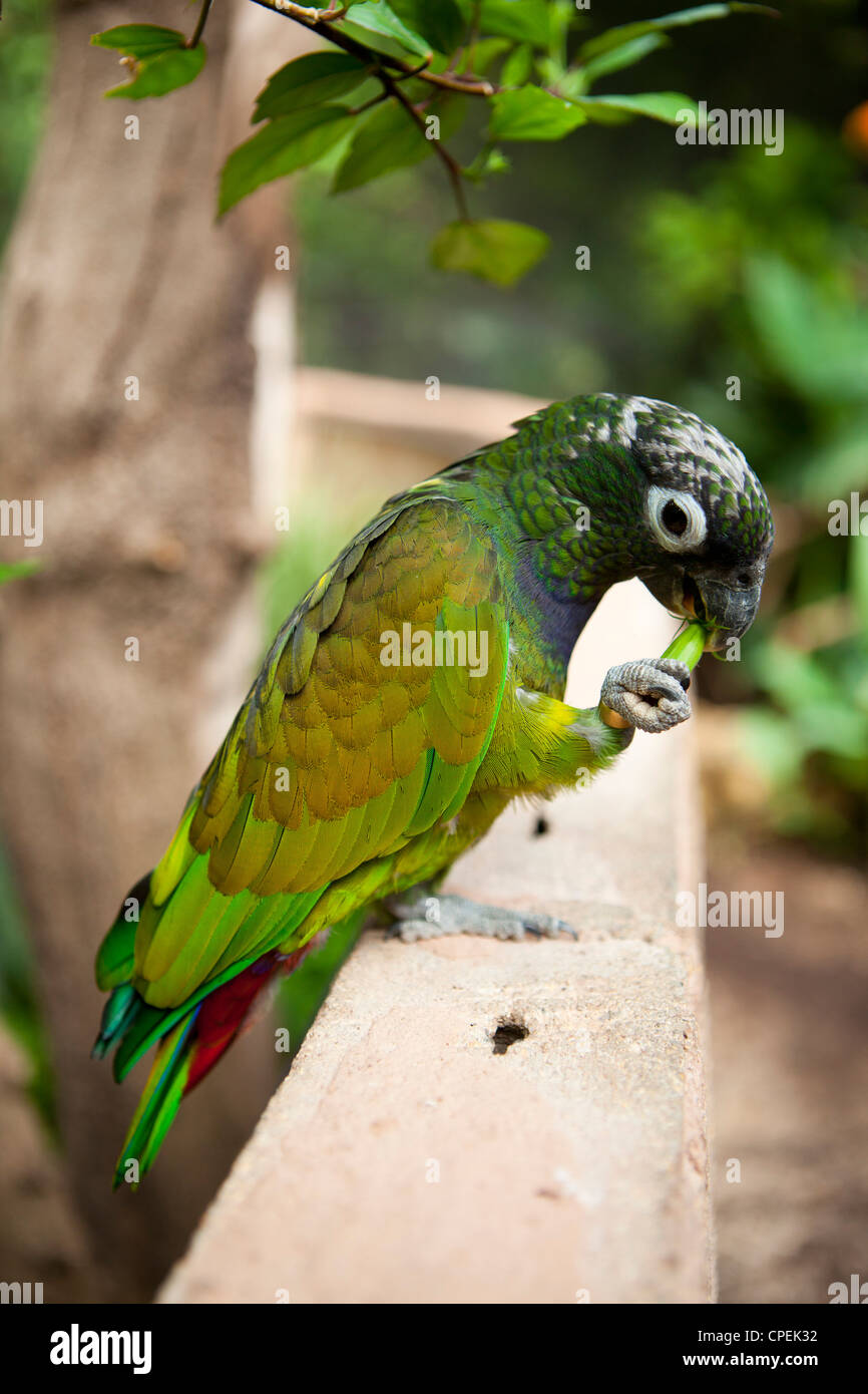 A green parrot eating plant matter at Butterfly World, klapmuts, South
