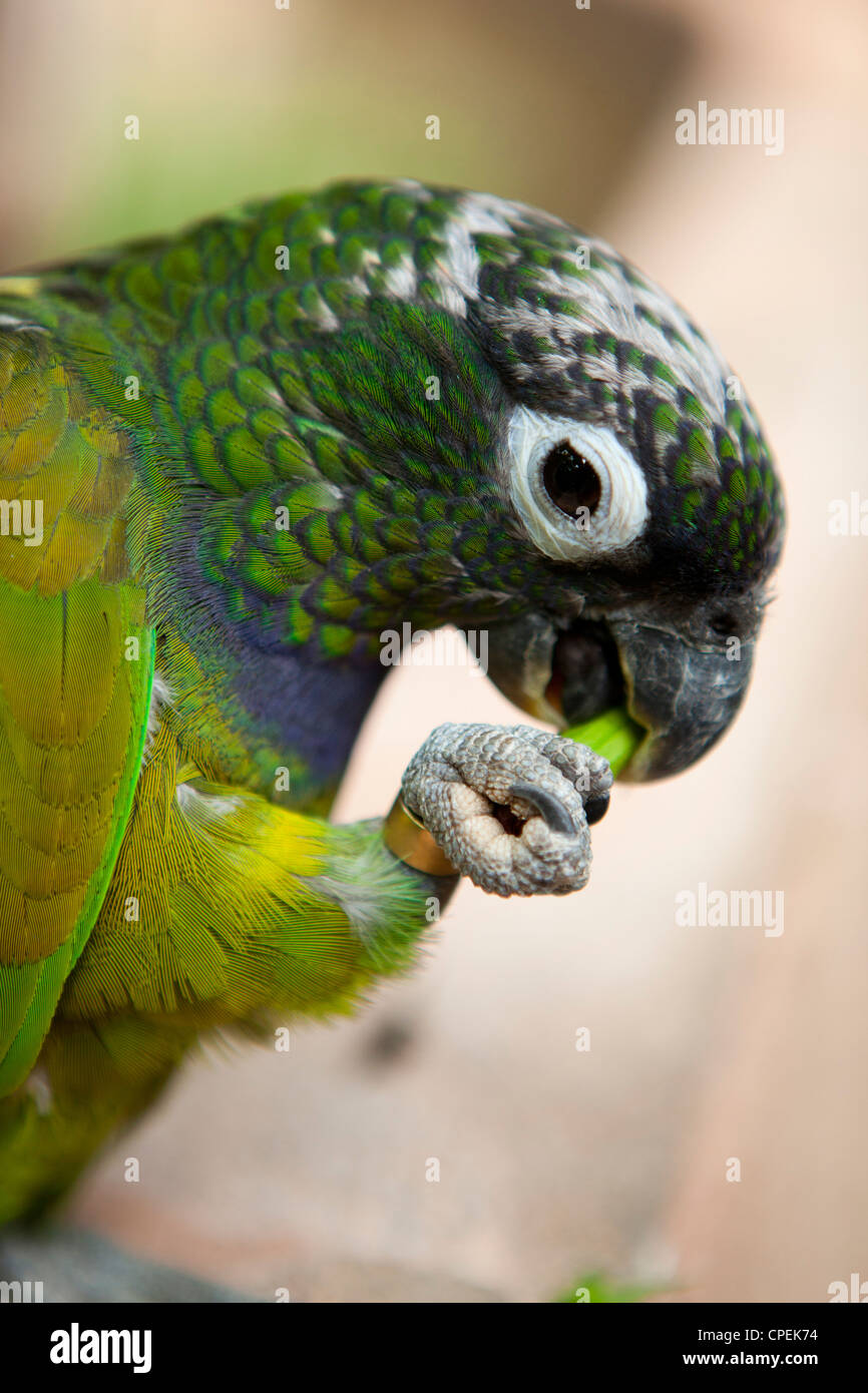 A green parrot eating plant matter at Butterfly World, klapmuts, South Africa Stock Photo