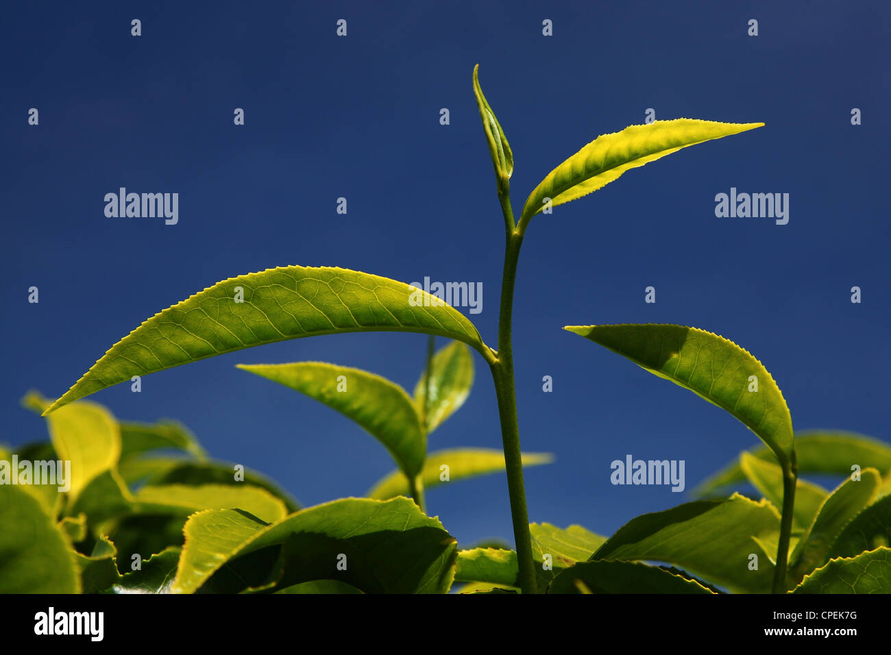 Tea leaf in a plantation in Munnar,Westernghats,kerala Stock Photo Alamy