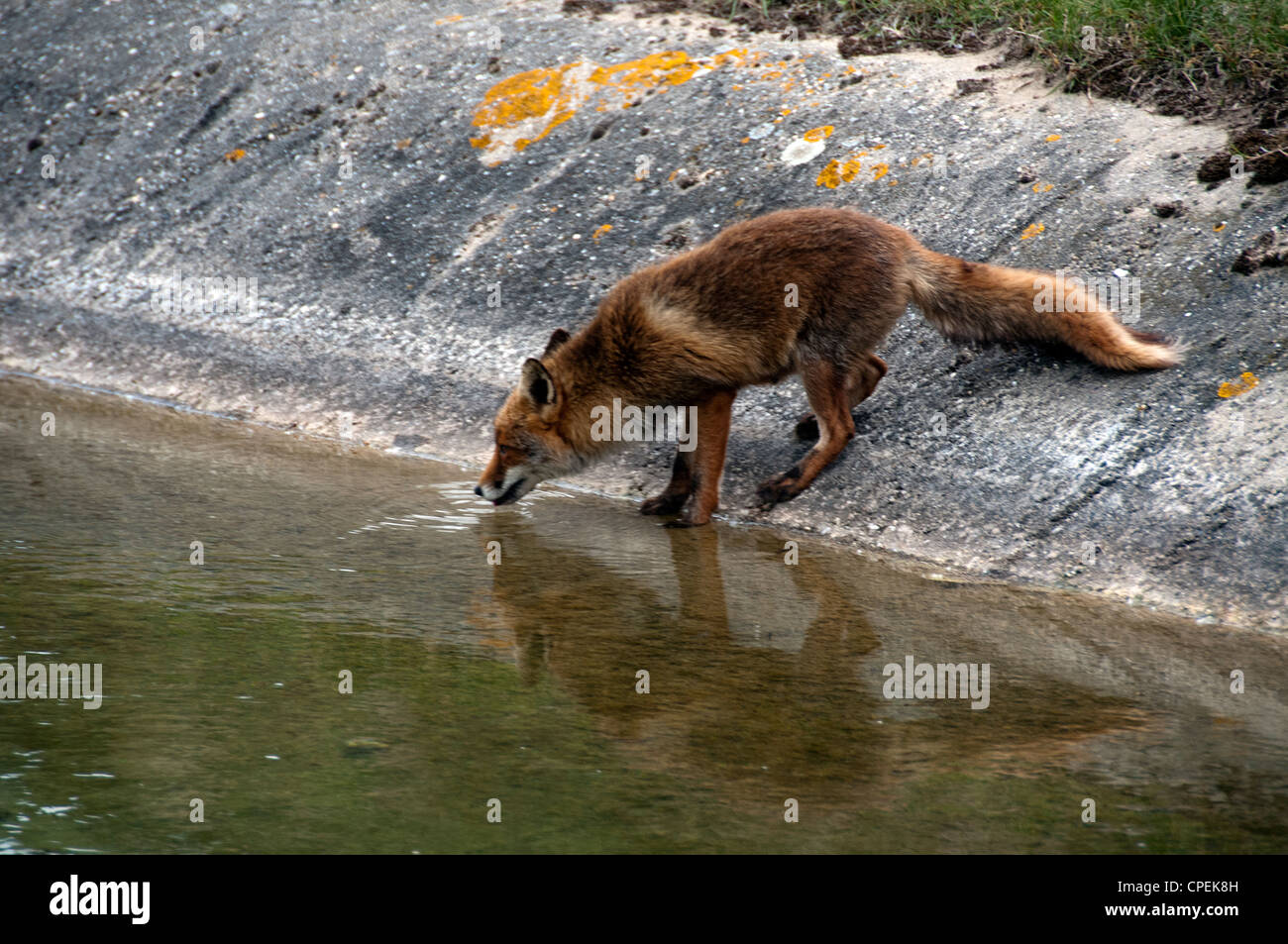 wild red fox drinking water Stock Photo