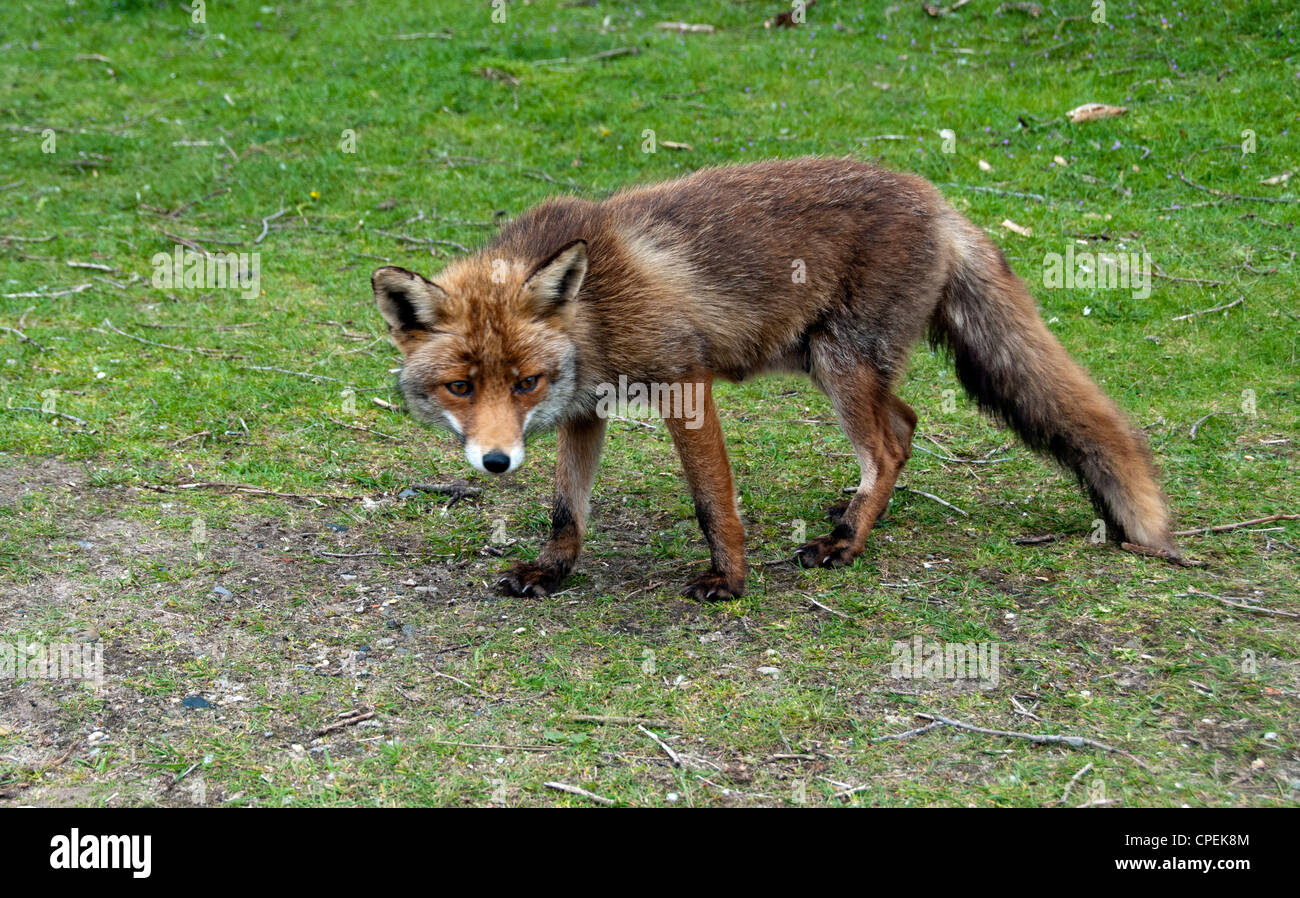 Wild red fox in forest in Holland Stock Photo