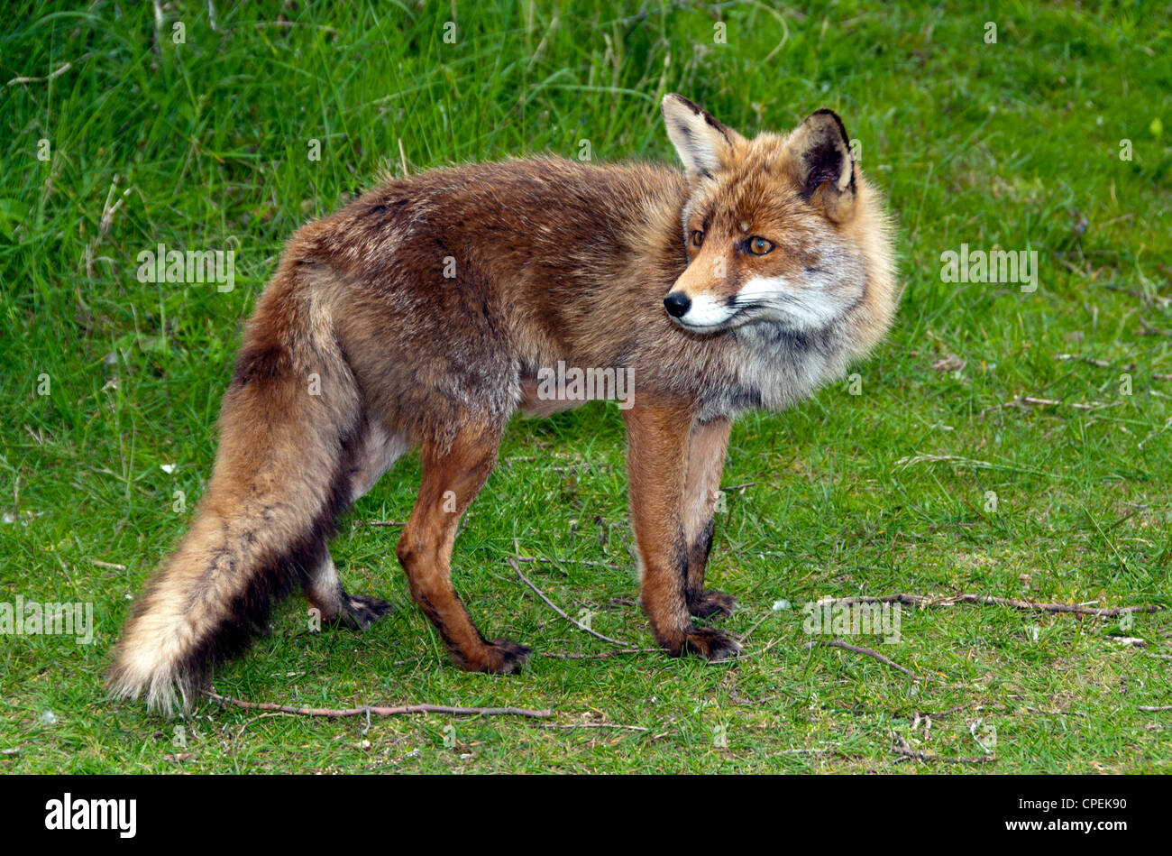 Wild red fox in forest in Holland Stock Photo