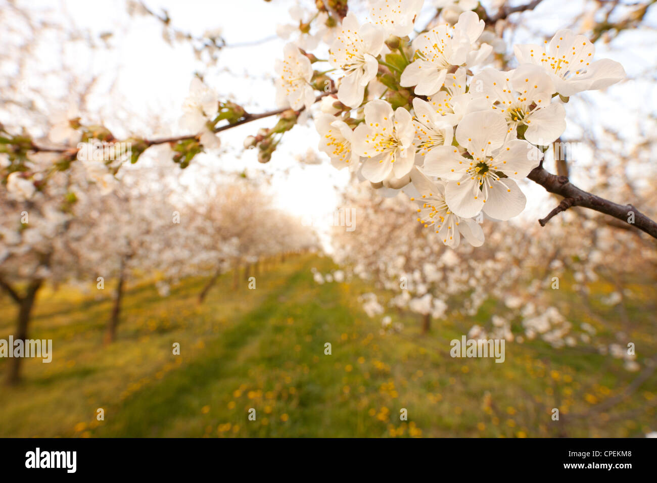 Kirschplantage hires stock photography and images Alamy
