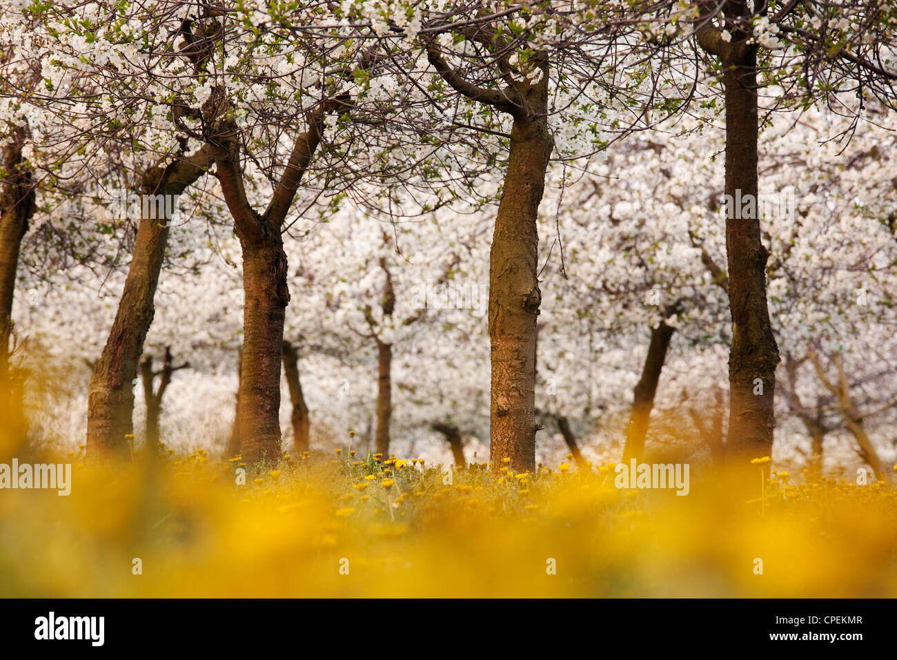 blooming cherry trees in a plantation Stock Photo Alamy