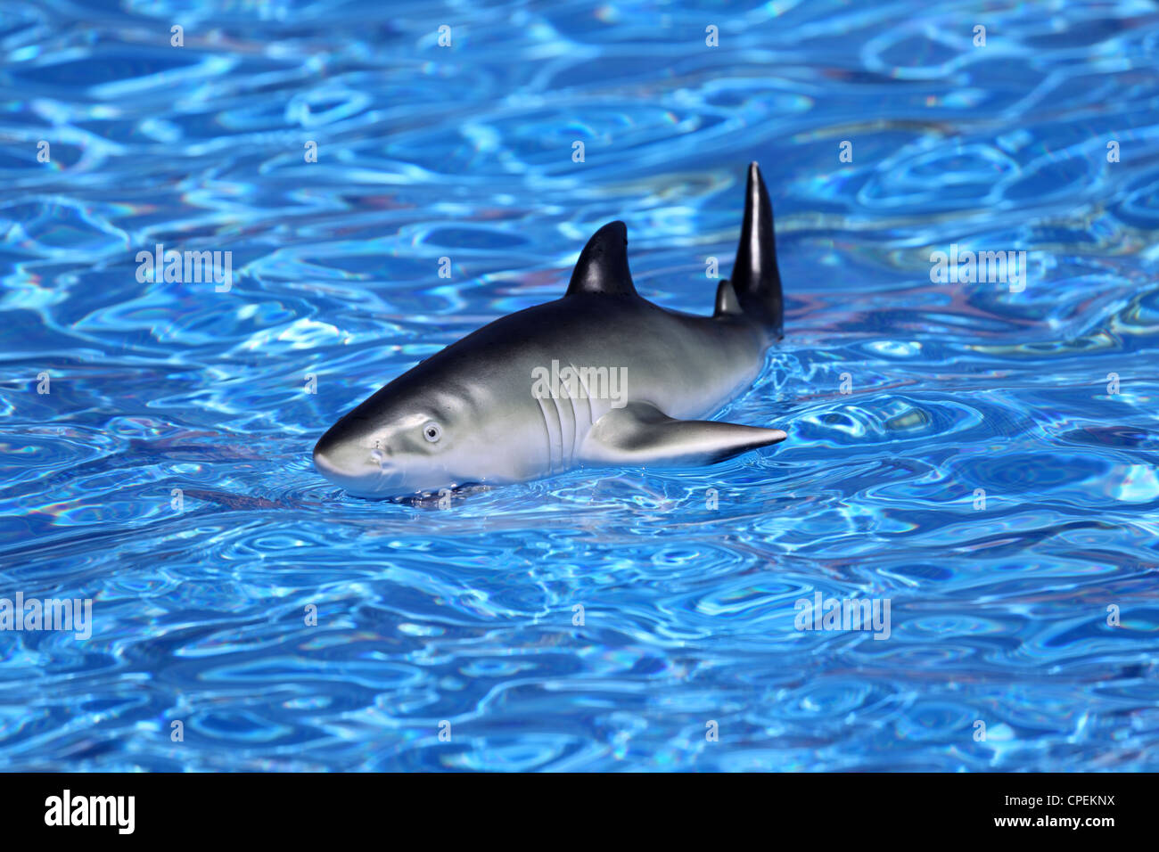 Toy shark in swimming pool Stock Photo