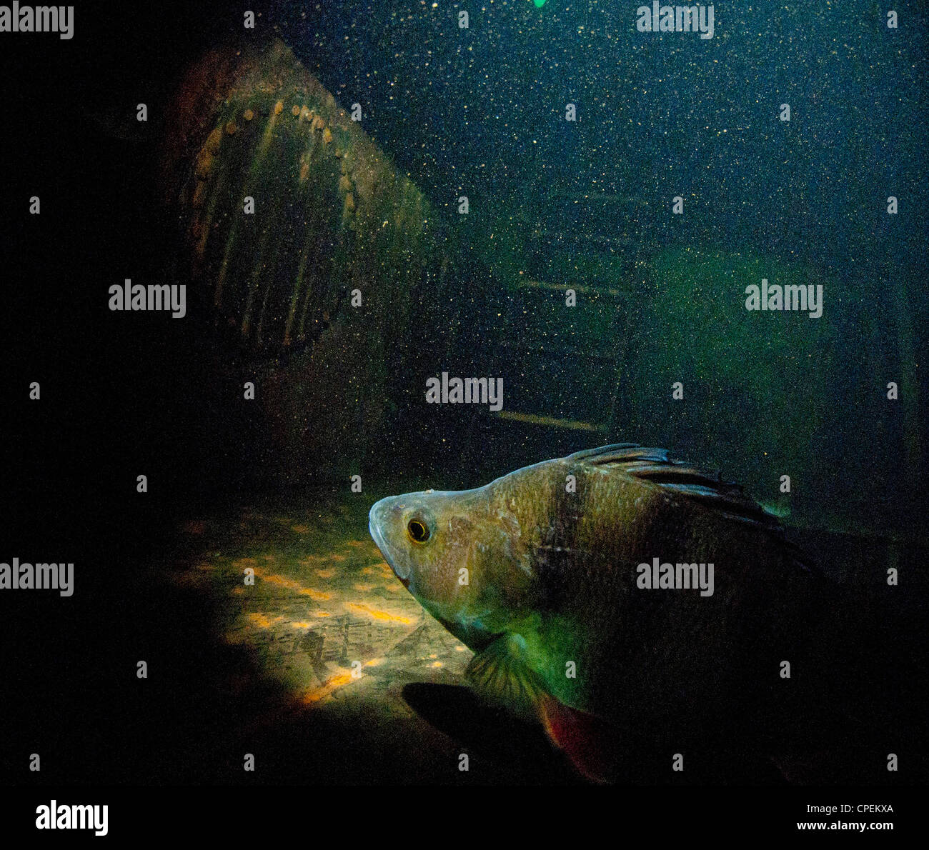 Large perch in a sunken ship wreck Stock Photo