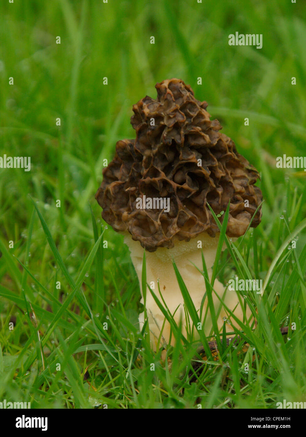 false morels, Gyromitra esculenta, UK Stock Photo Alamy