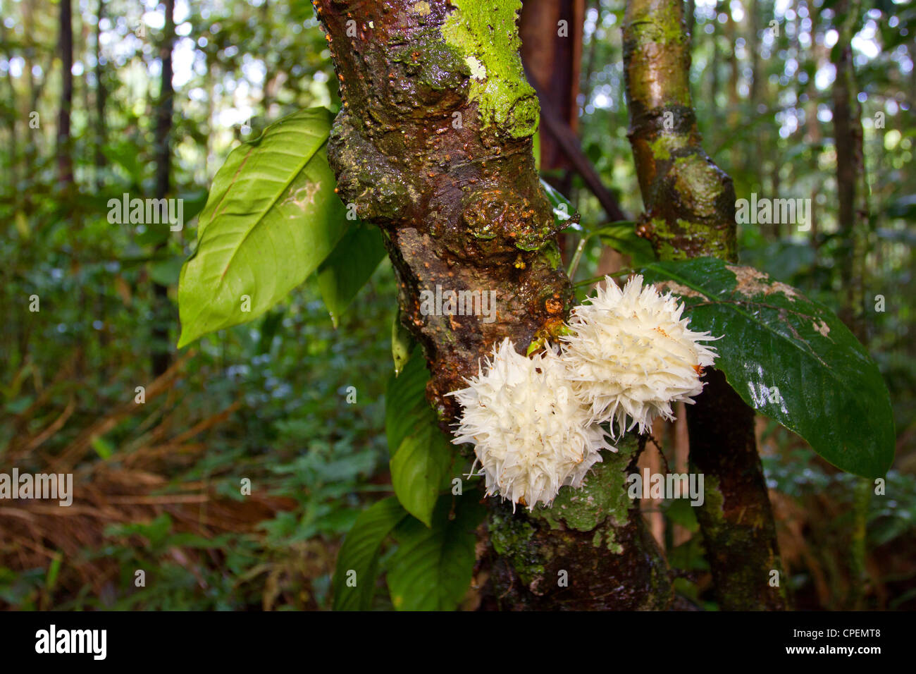 Rainforest tree from the Ecuadorian Amazon displaying Cauliflory (fruit growing directly from