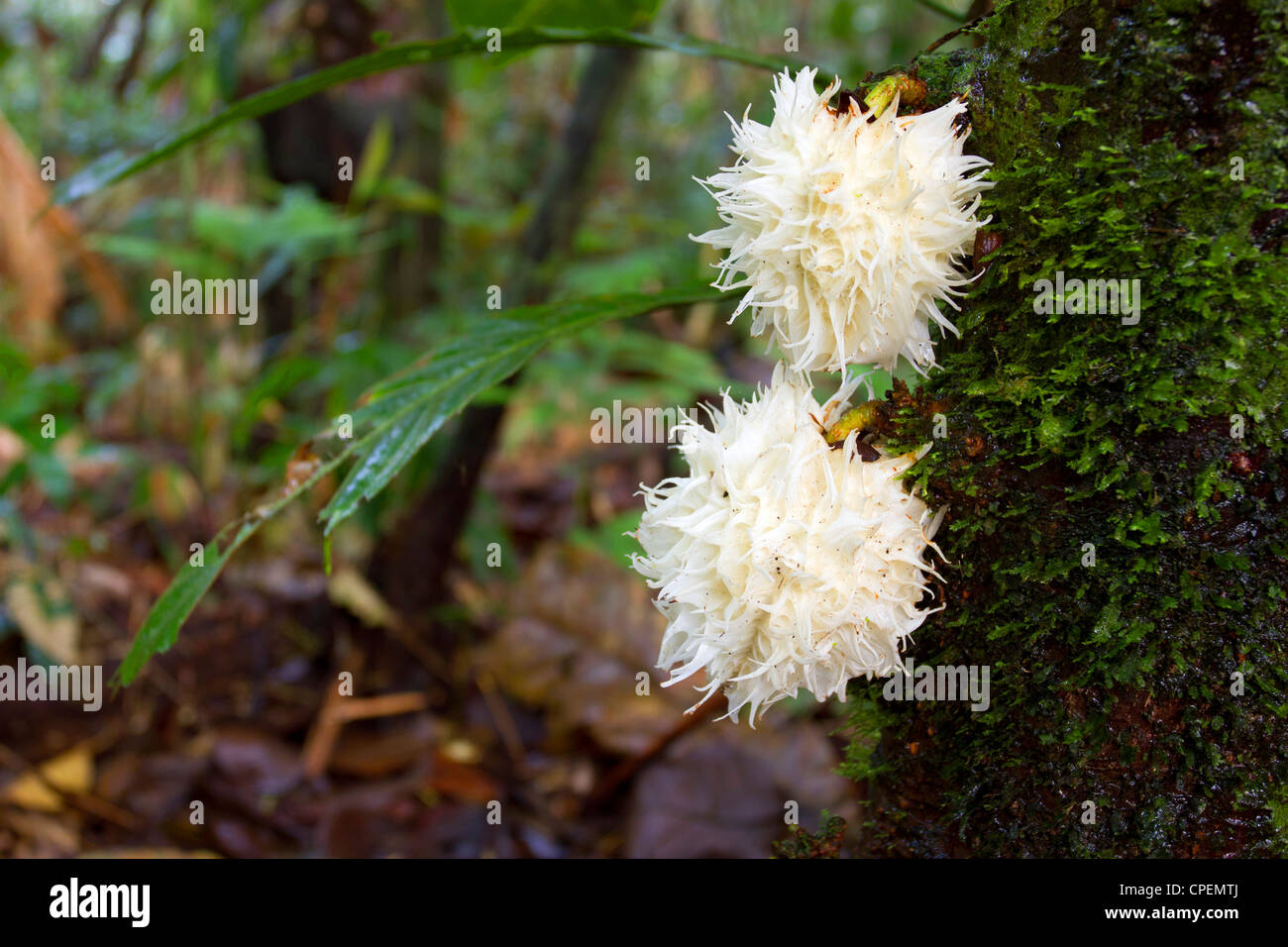 Rainforest tree from the Ecuadorian Amazon displaying Cauliflory (fruit growing directly from