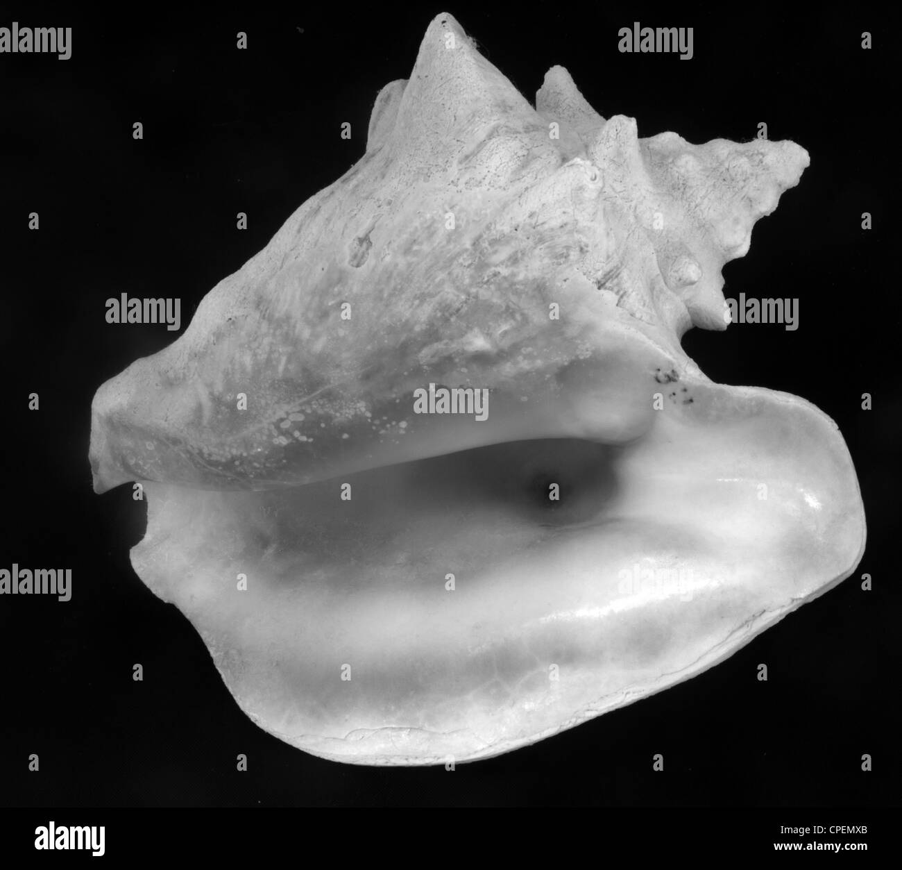 Sea shell black and white stock photos images alamy