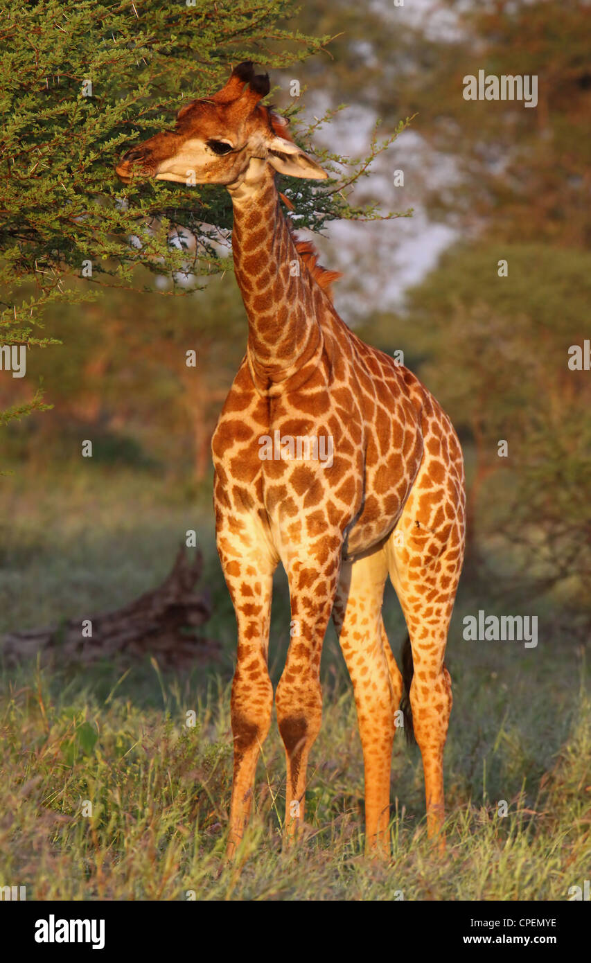 Young giraffe, south africa, wildlife, Giraffa camelopardalis Stock Photo