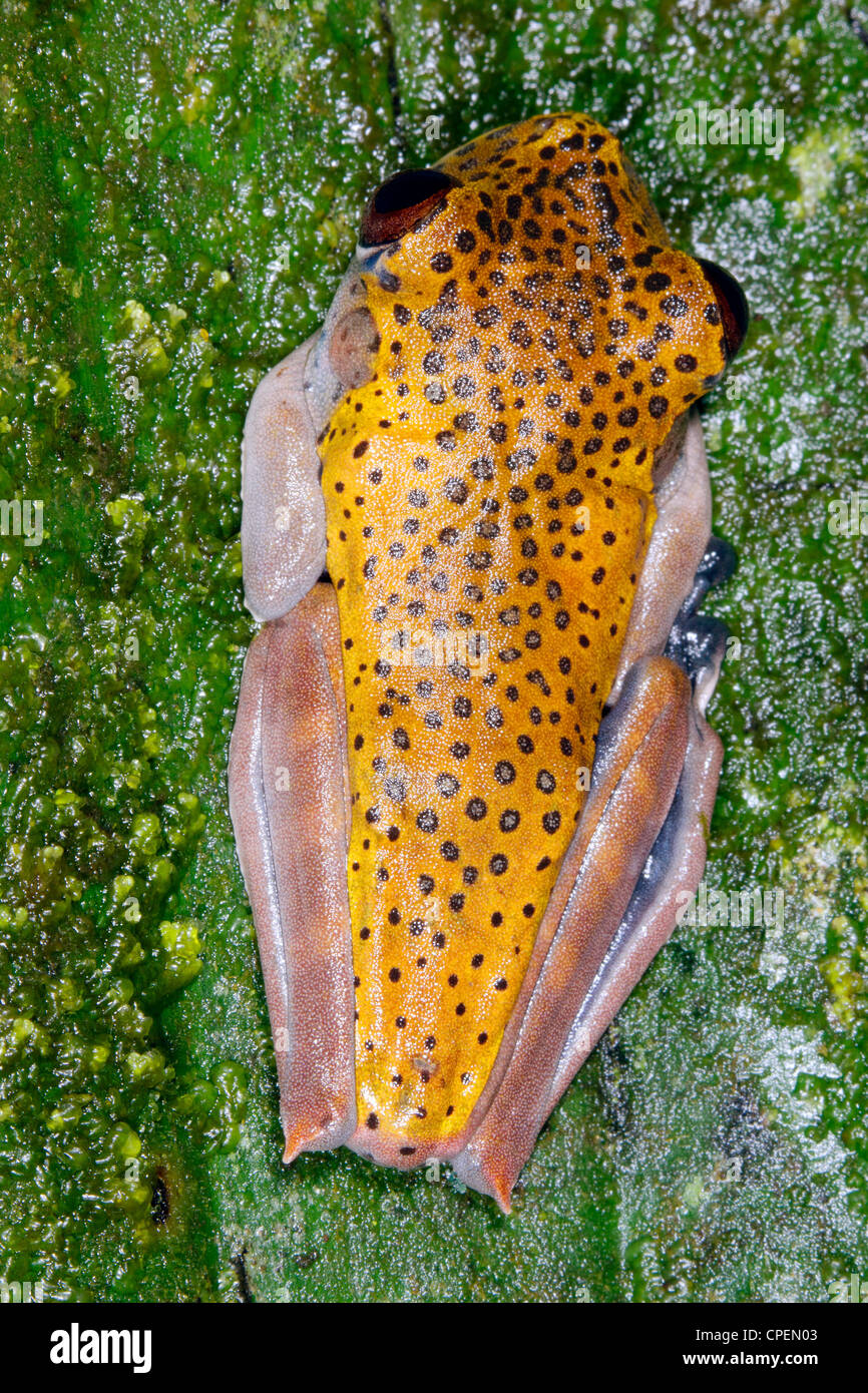 Map treefrog (Hypsiboas geographicus) on a leaf in rainforest, Ecuador Stock Photo