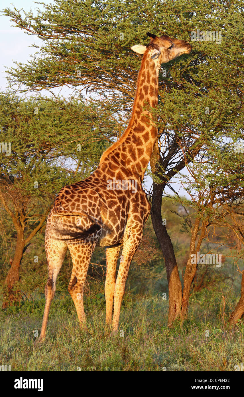 Young giraffe, south africa, wildlife, Giraffa camelopardalis Stock Photo