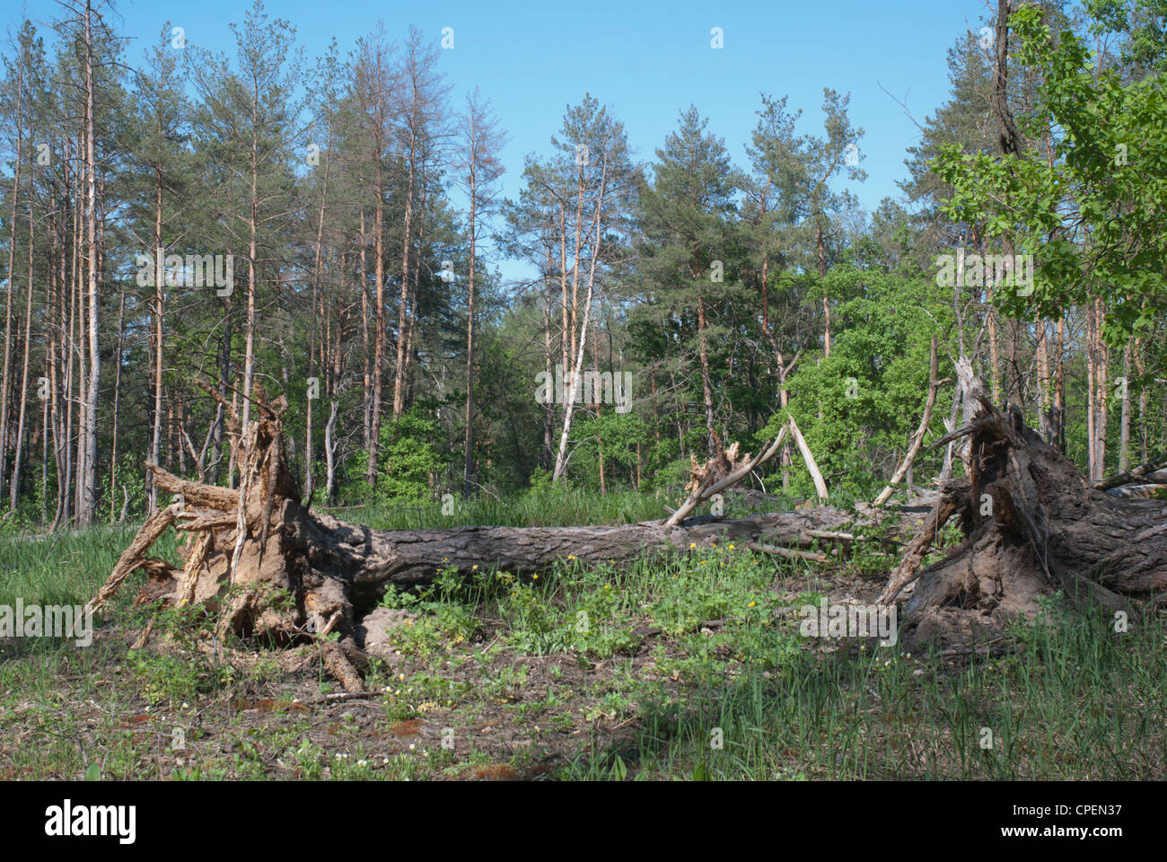 Fallen dead Scotch pine trees. Holosiyivsky national nature park (Kiev, Ukraine) Stock Photo
