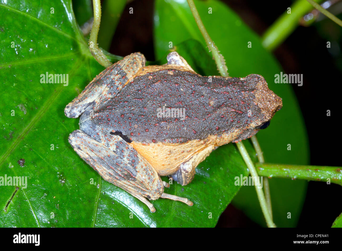 Peters' Dwarf Frog (Engystomops petersi) in rainforest, Ecuador Stock Photo