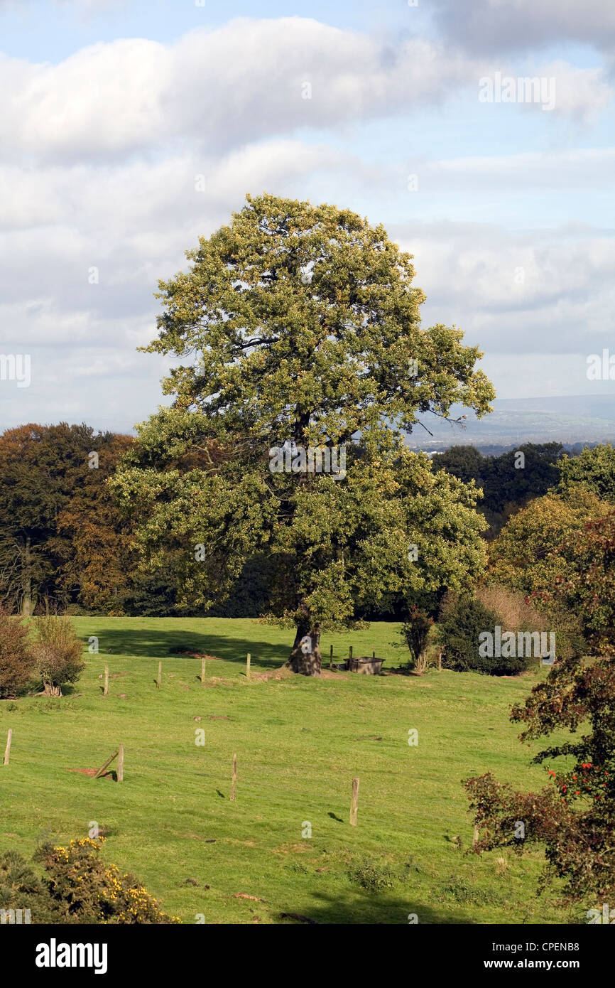 Ash Tree in a hedge on the boundary of a field Alderley Edge Cheshire England Stock Photo