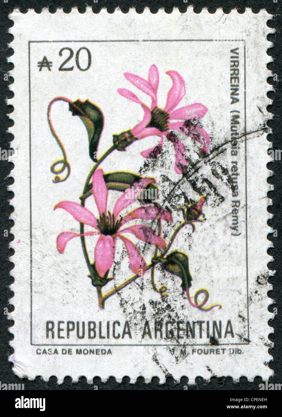 ARGENTINA - CIRCA 1983: A stamp printed in the Argentina, depicts a flower Mutisia retusa Remy, circa 1983 Stock Photo