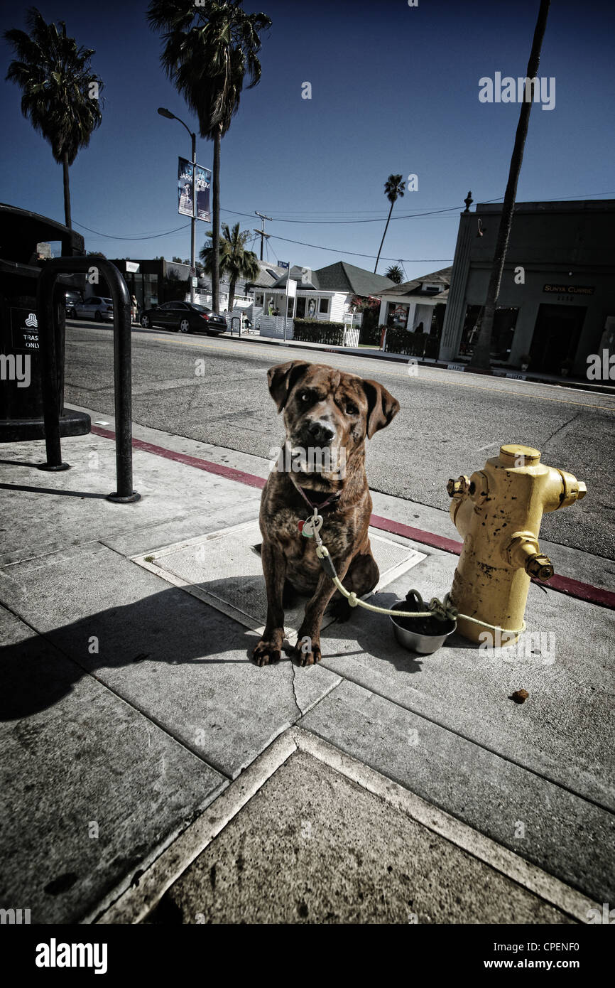 Dog fire hydrant hires stock photography and images Alamy