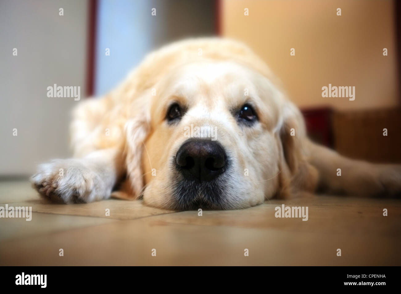 golden retriever dog lying on the floor Stock Photo