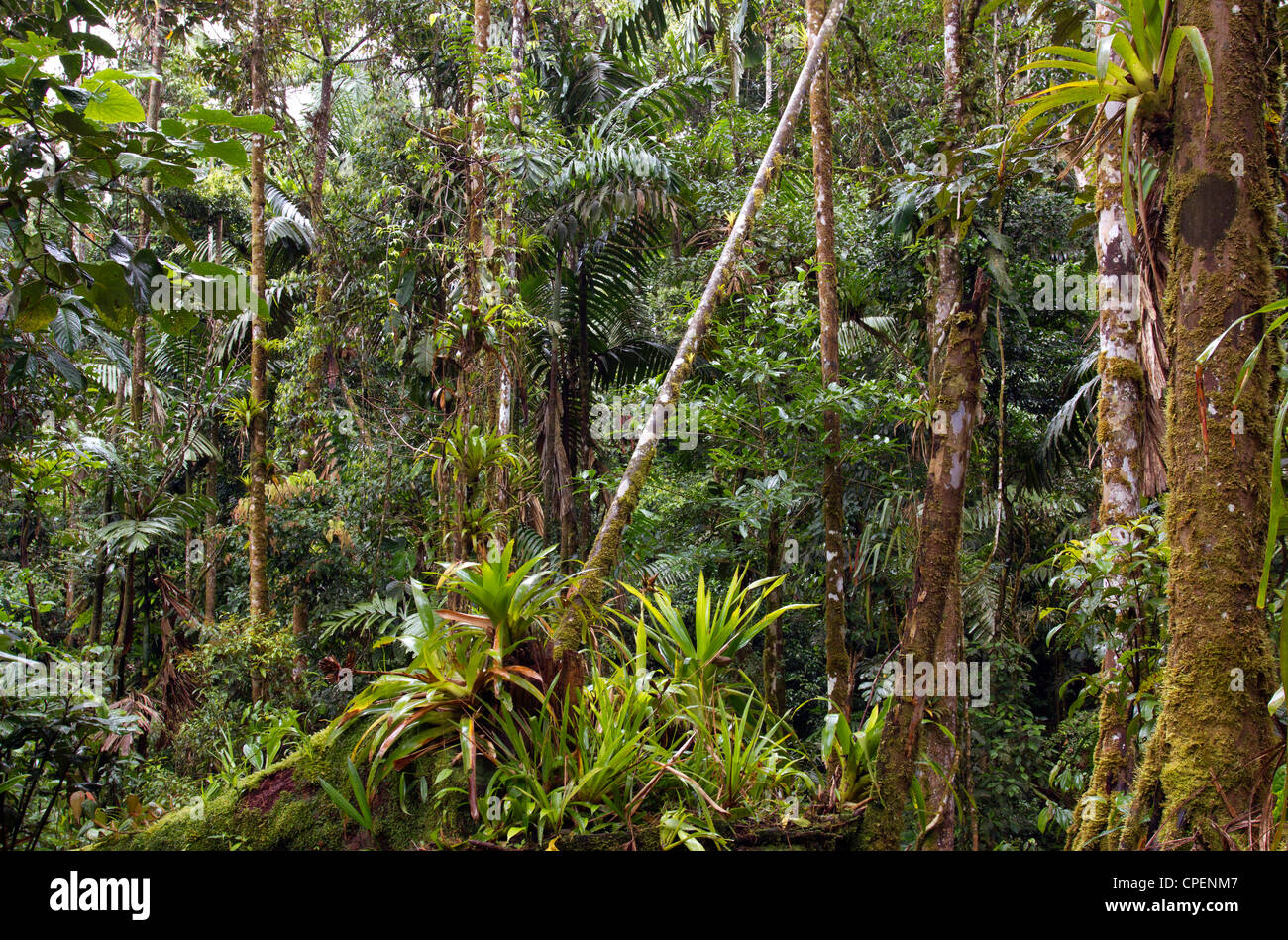 Amazonian rainforest in Ecuador with many bromeliads in foreground Stock Photo