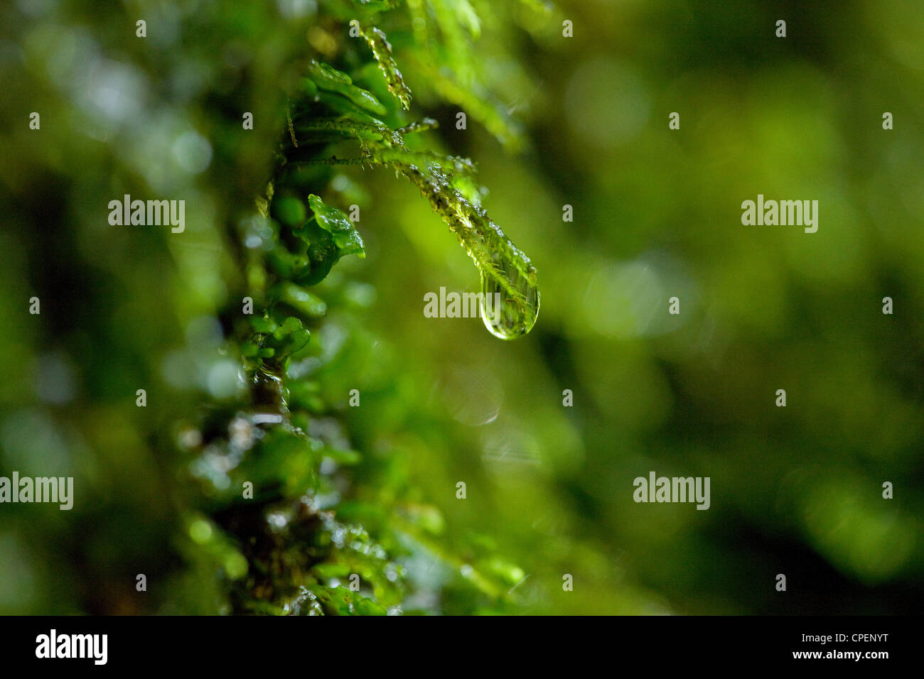 Droplet On Leaf Stock Photo