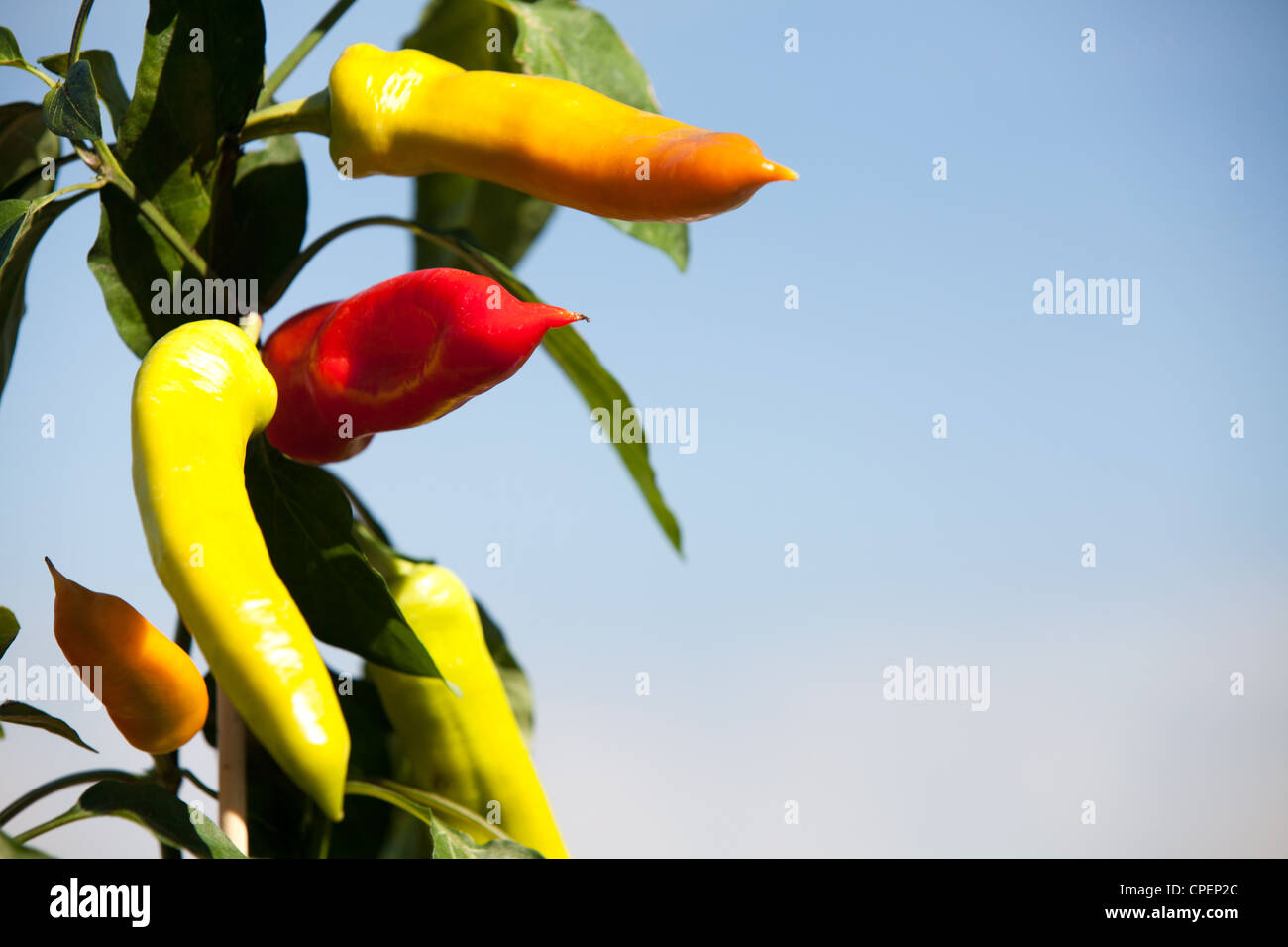 Chili peppers growing on a chili plant grown in and English garden at various stages of ripeness Stock Photo