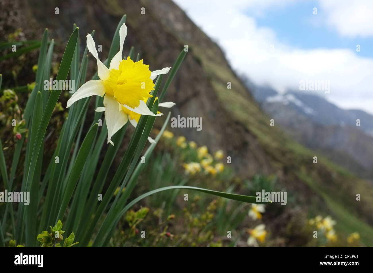 Wild daffodils near the Col de Pause, Ariege, Midi-Pyrenees, France. Stock Photo