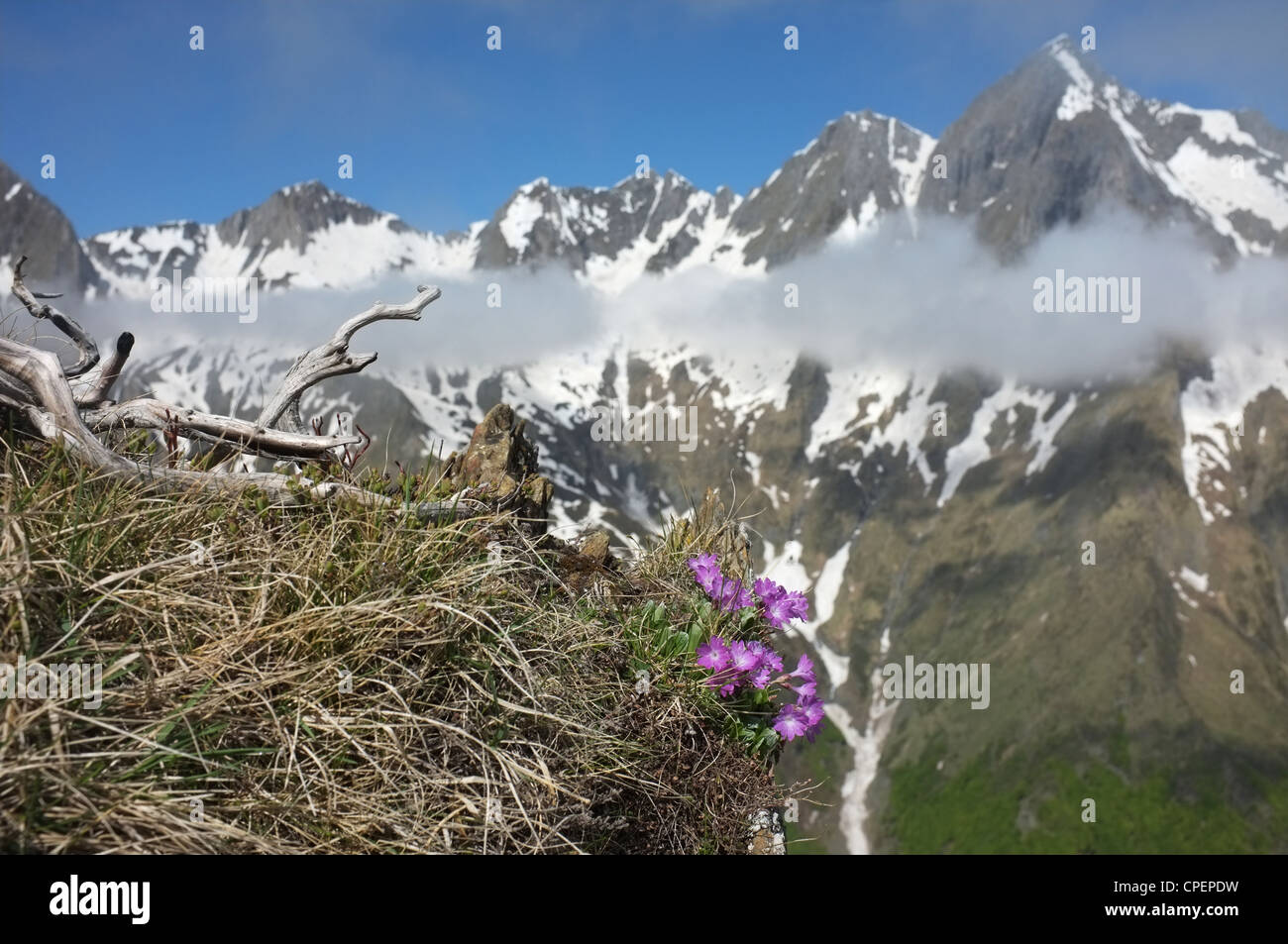 Pink wild flowers and view of Mount Valier from the east near Col de Pause, Ariege, Midi-Pyrenees, France. Stock Photo