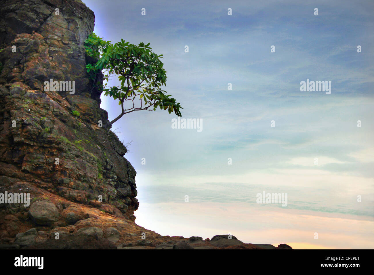 Stark afternoon scene of of lone gnarled tree protruding from rocky cliff in San Juan del Sur, Nicaragua Stock Photo