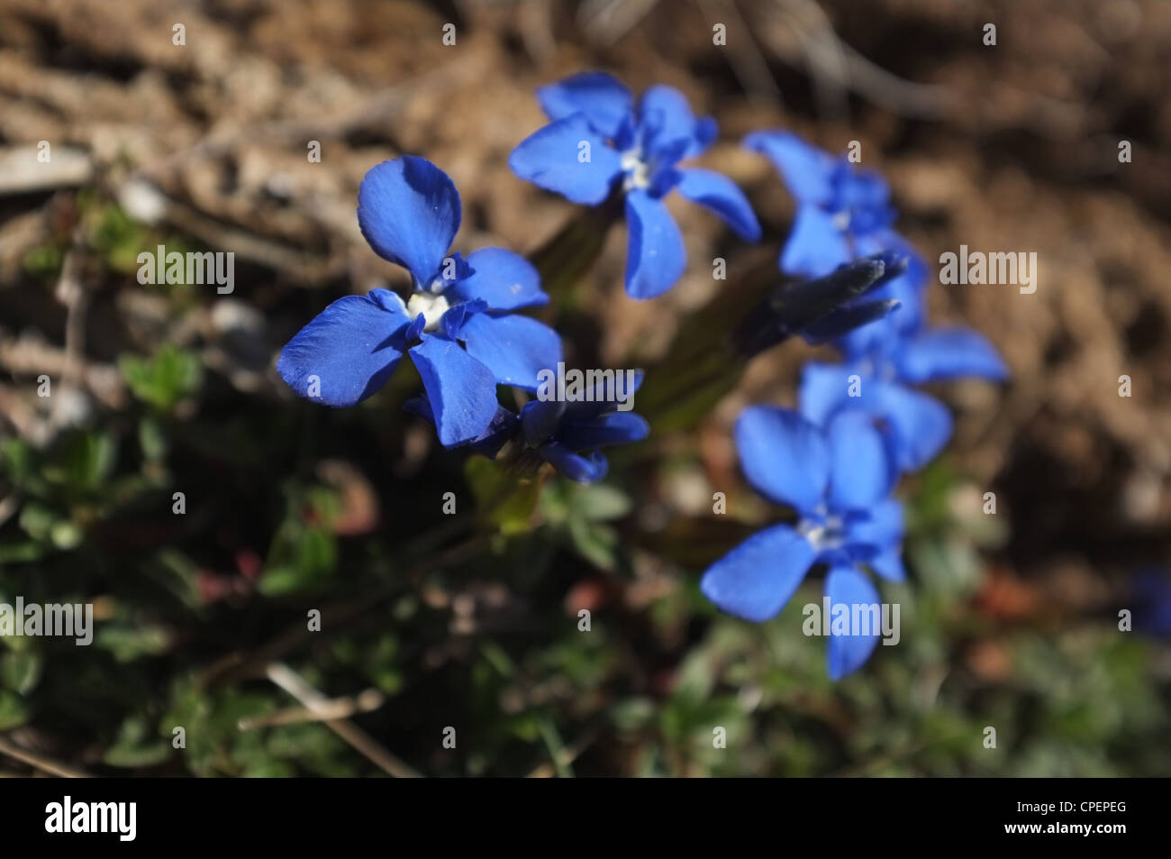 Gentiana verna, blue wild flowers in Pyrenees, France. Stock Photo