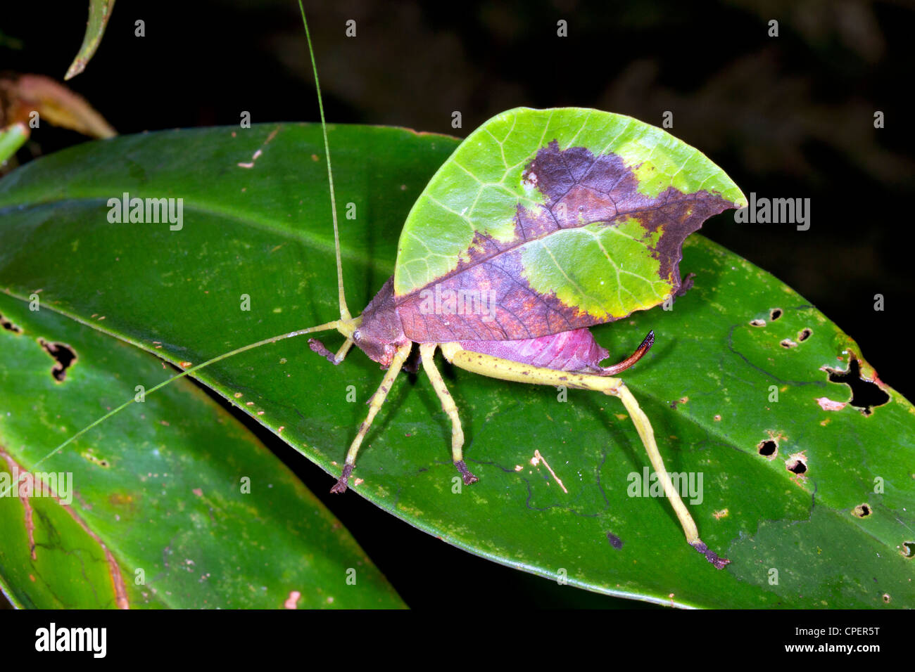 A camouflaged Leaf Katydid in the Ecuadorian Amazon Stock Photo