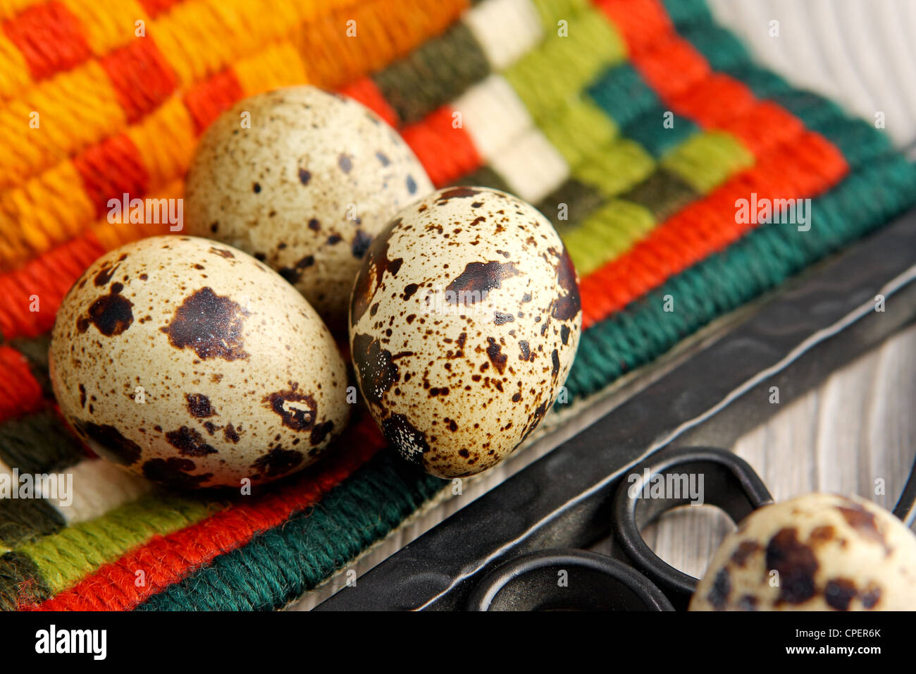 Quail eggs on the color material background Stock Photo