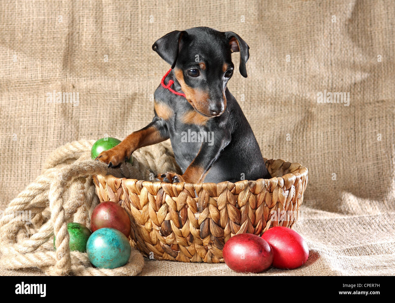 The Miniature Pinscher puppy, 2.5 months old Stock Photo