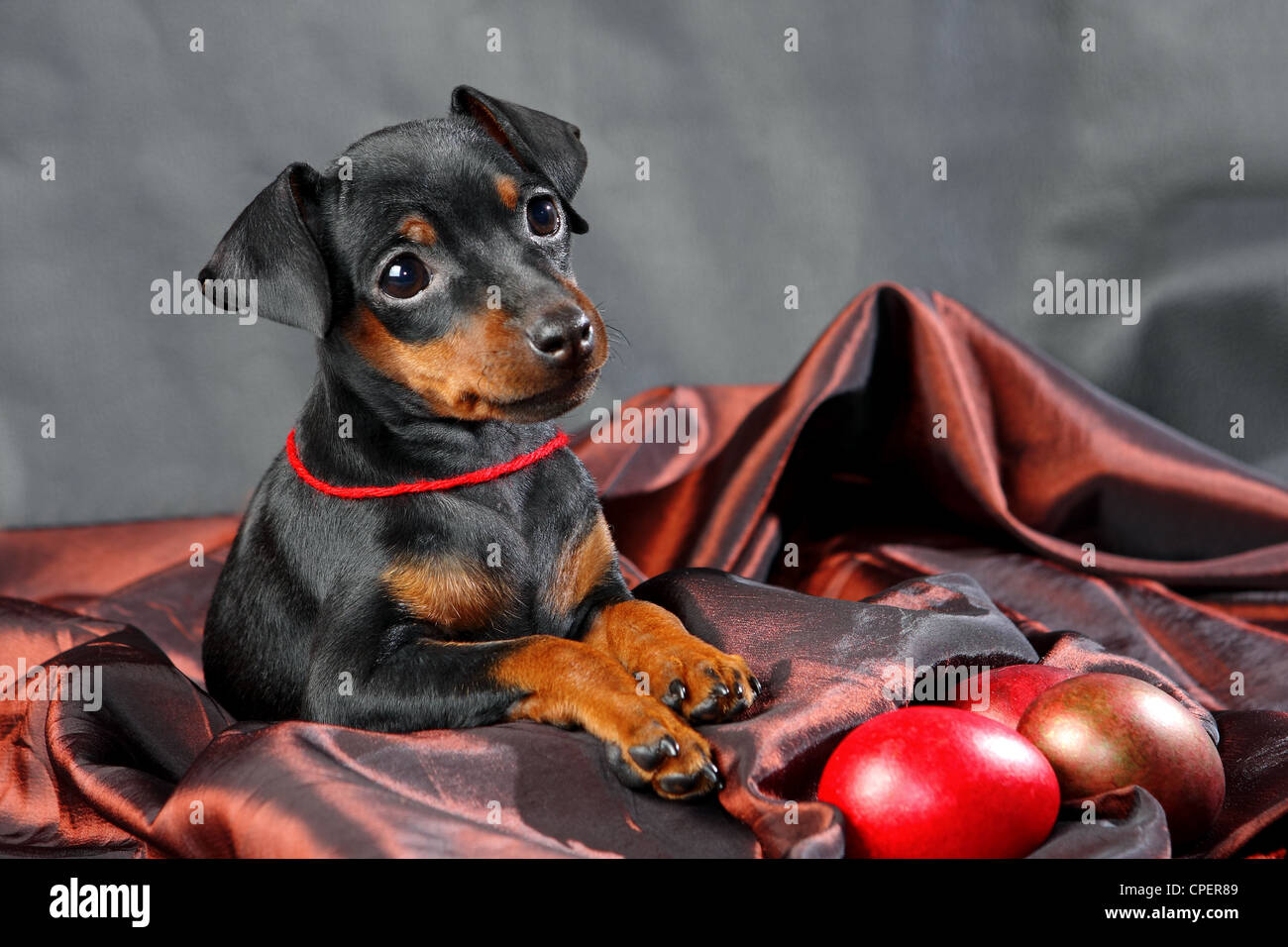 The Miniature Pinscher puppy, 2.5 months old Stock Photo