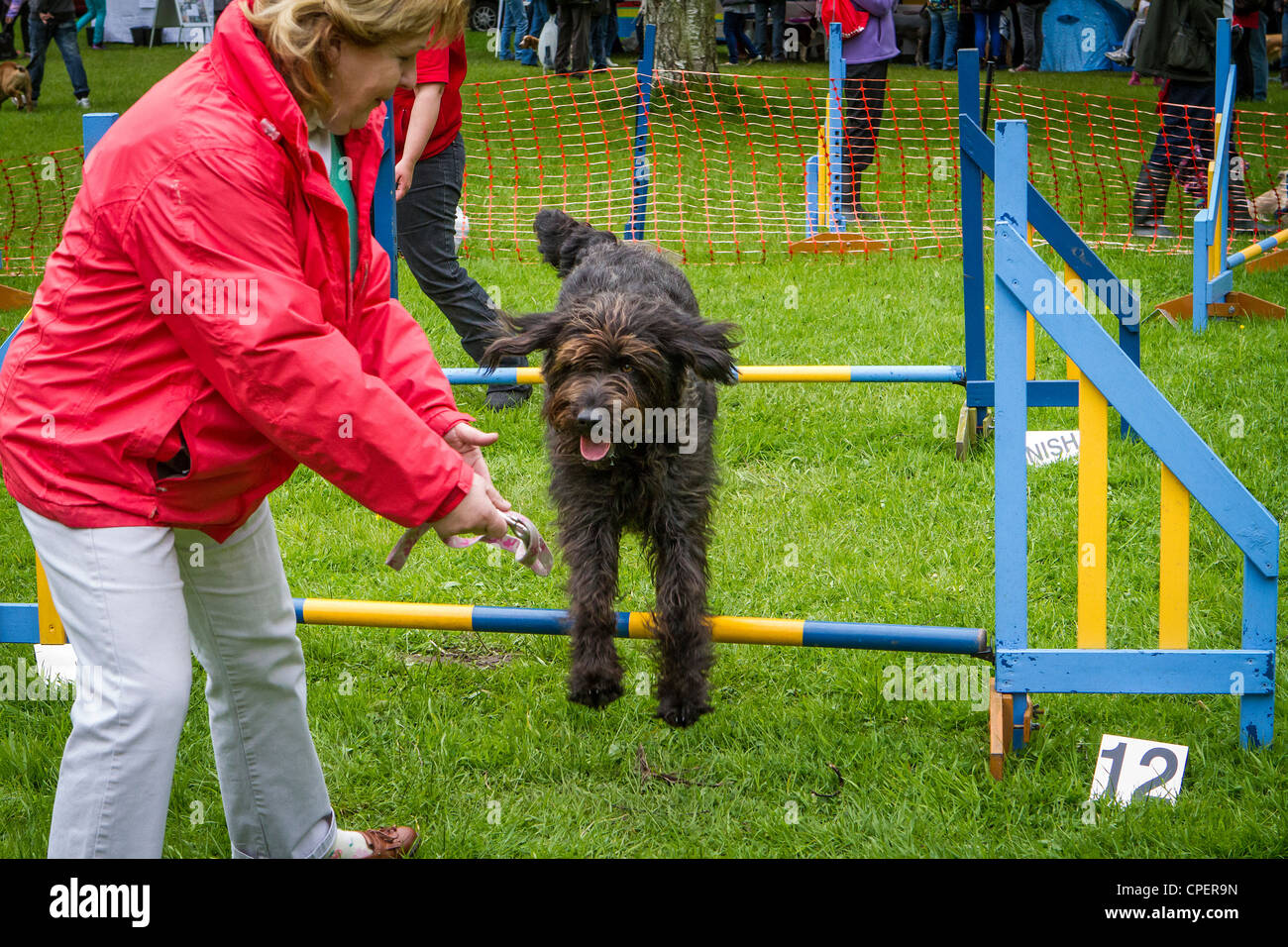 Labradoodle agility hotsell