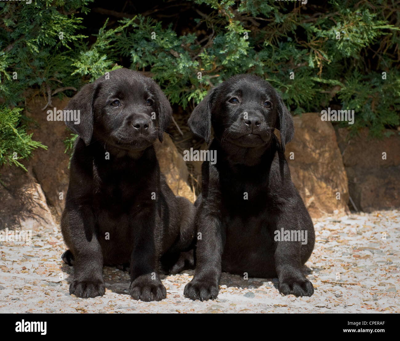 Black Lab Puppies High Resolution Stock Photography and Images - Alamy