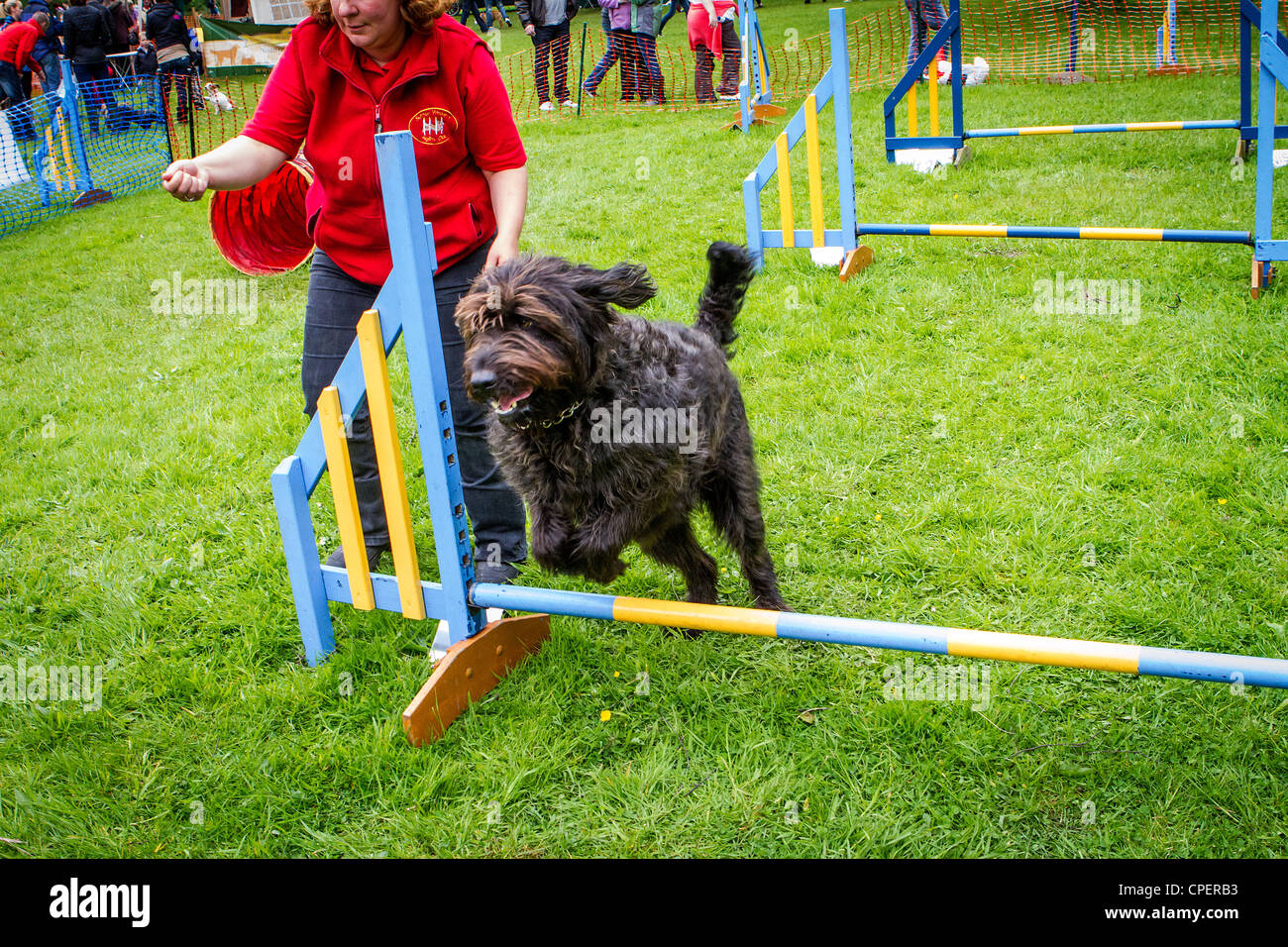 Black Labradoodle jumping over a bar at Pets in the Park, Marbury Park