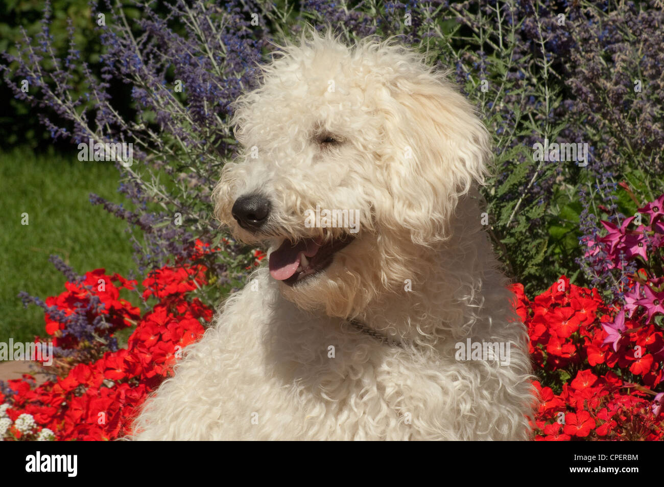Komondor puppy-head shot Stock Photo