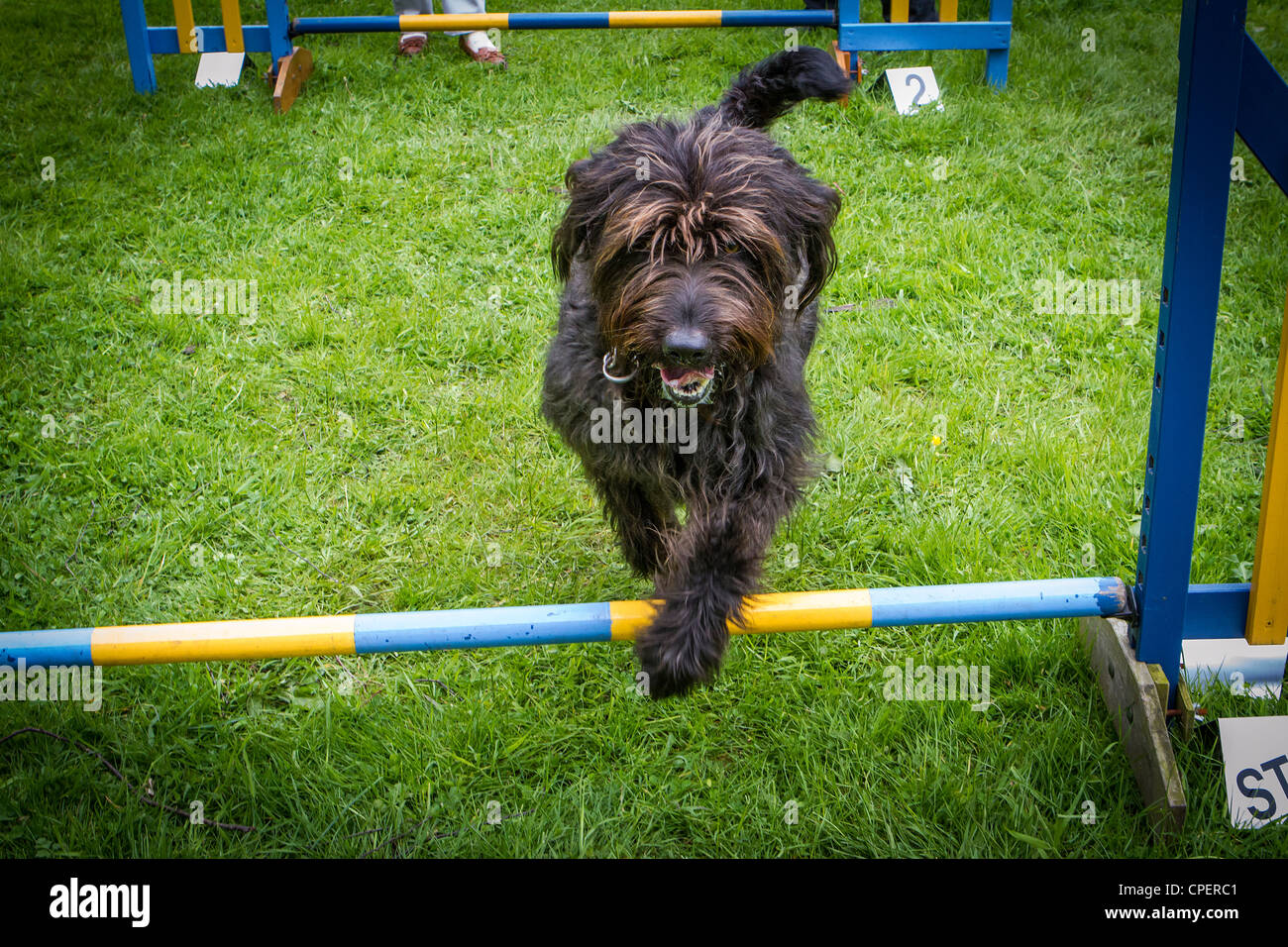 Labradoodle agility hotsell