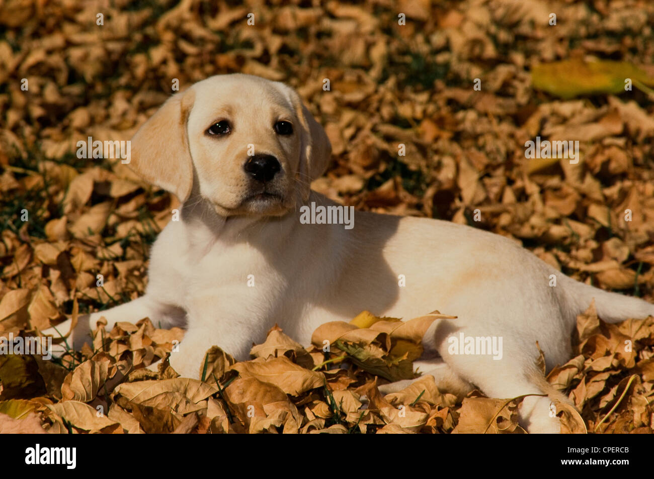 Yellow Labrador Retriever puppy lying in fall leaves Stock Photo Alamy