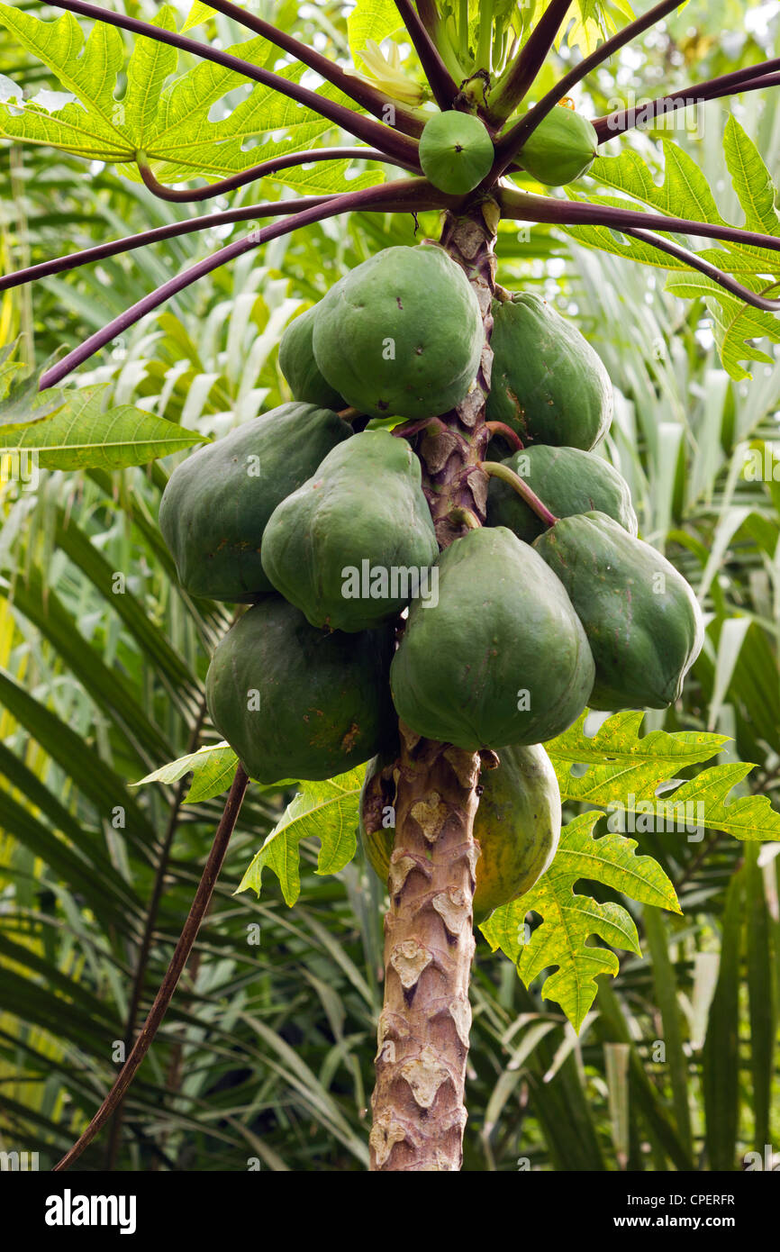 Papaya fruit ripening on a tree Stock Photo